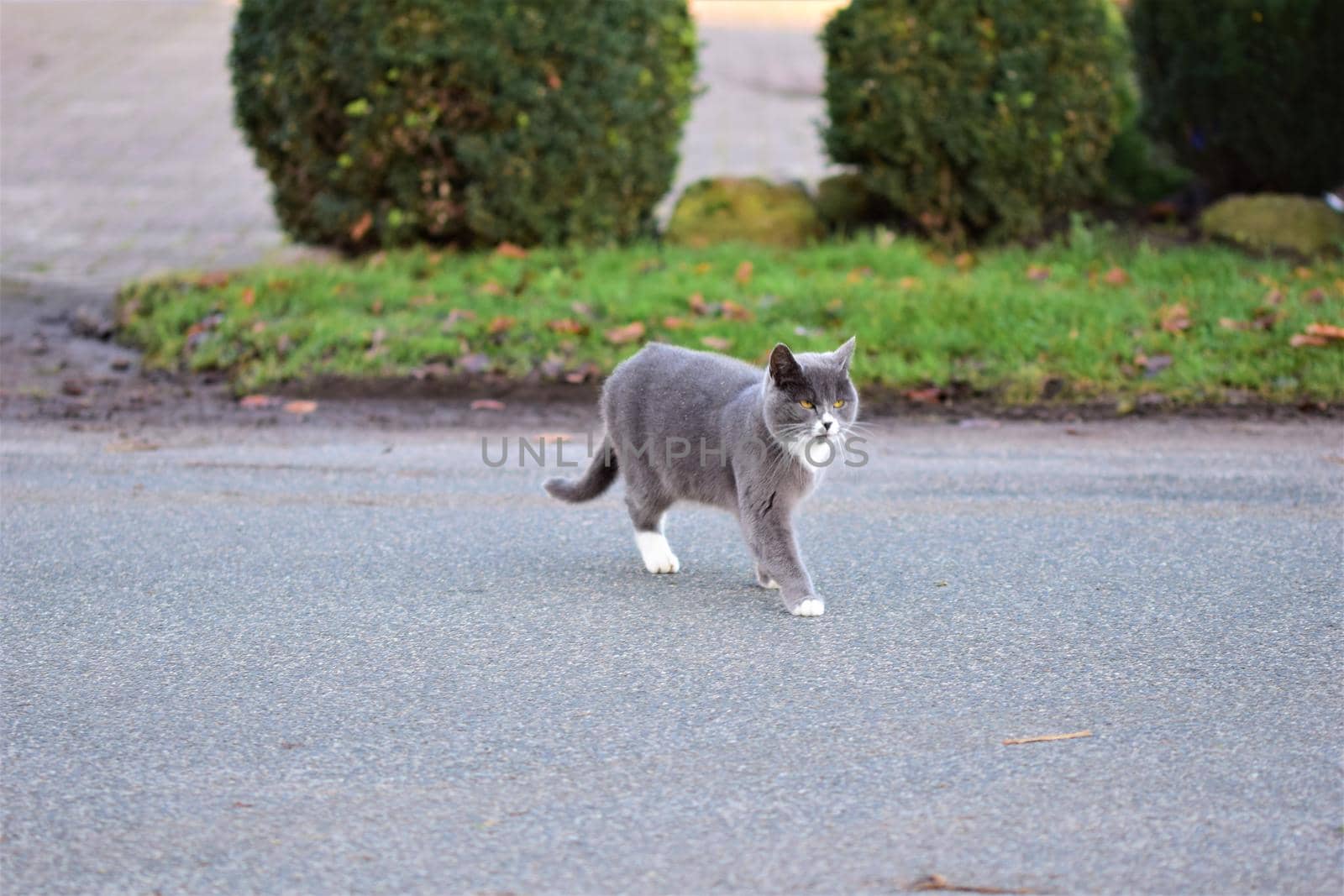 Grey colored cat walking across an aspalt road with grass and bushes in the background