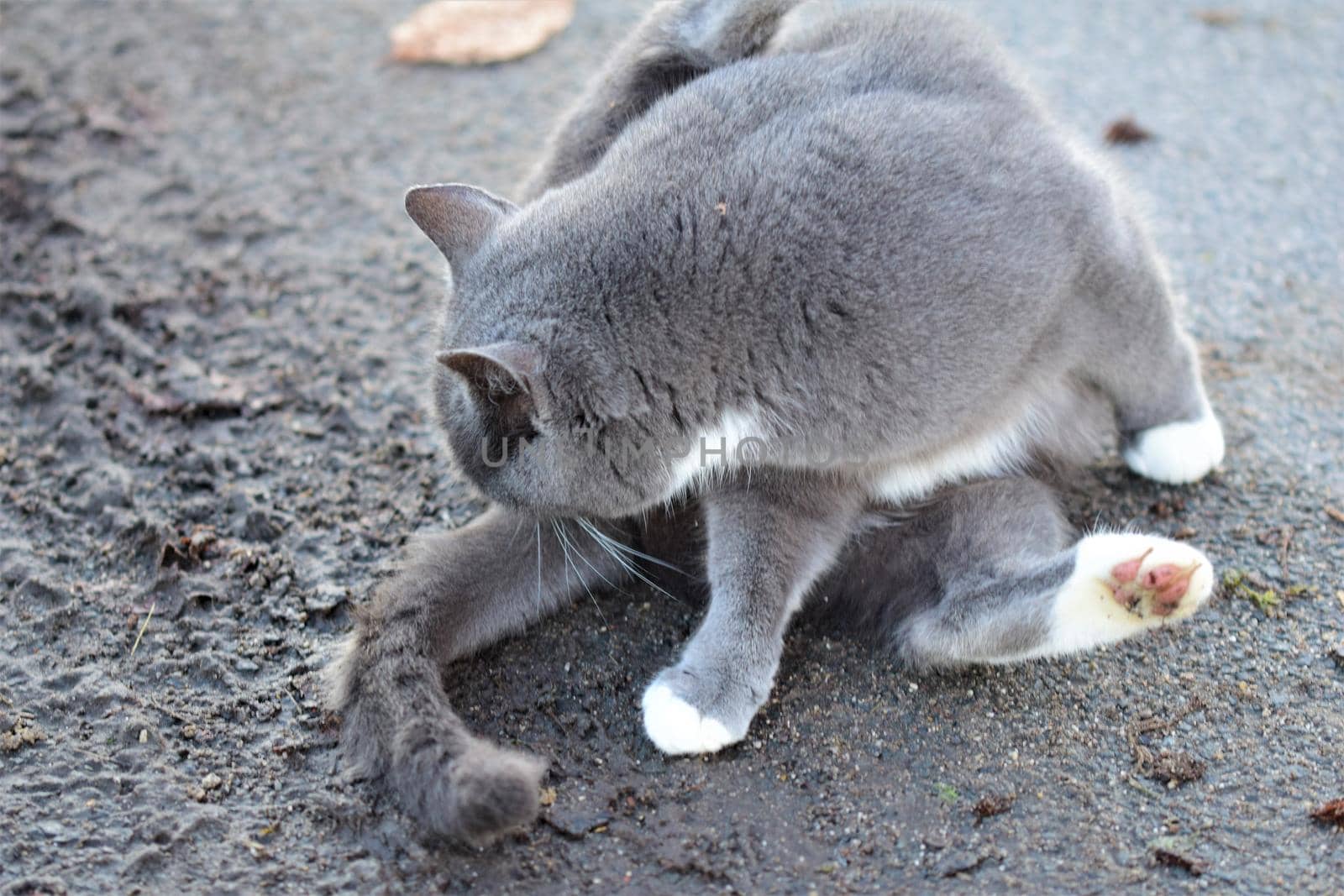 Grey colored cat is sitting on an grey asphalt road and cleans her back