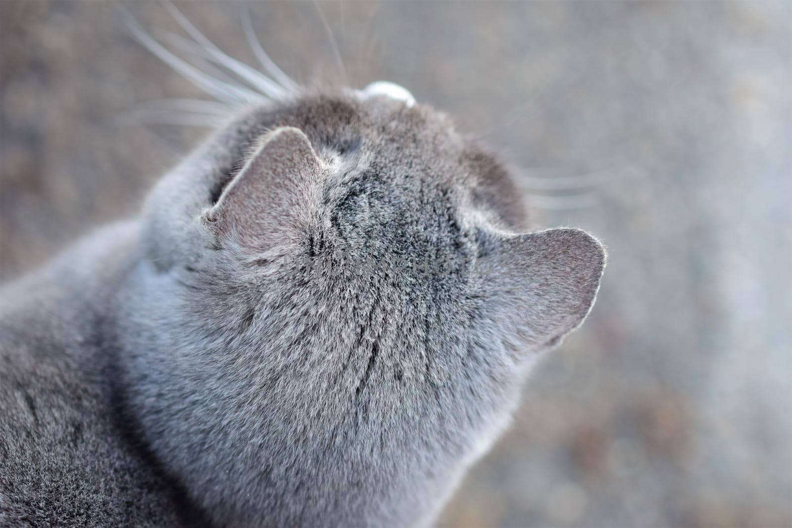 Top view of the head of a grey head against a grey blurred background