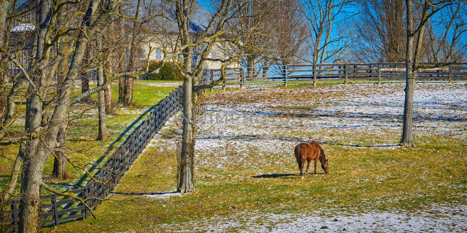 Thoroughbred horse gazing in a winter field with snow.