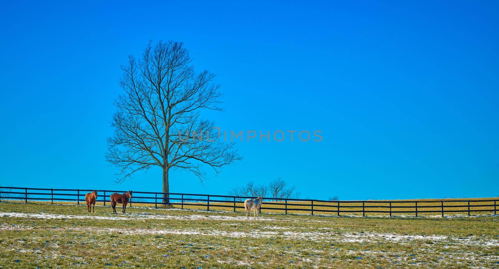 Three horses in a field by a tree against blue sky.