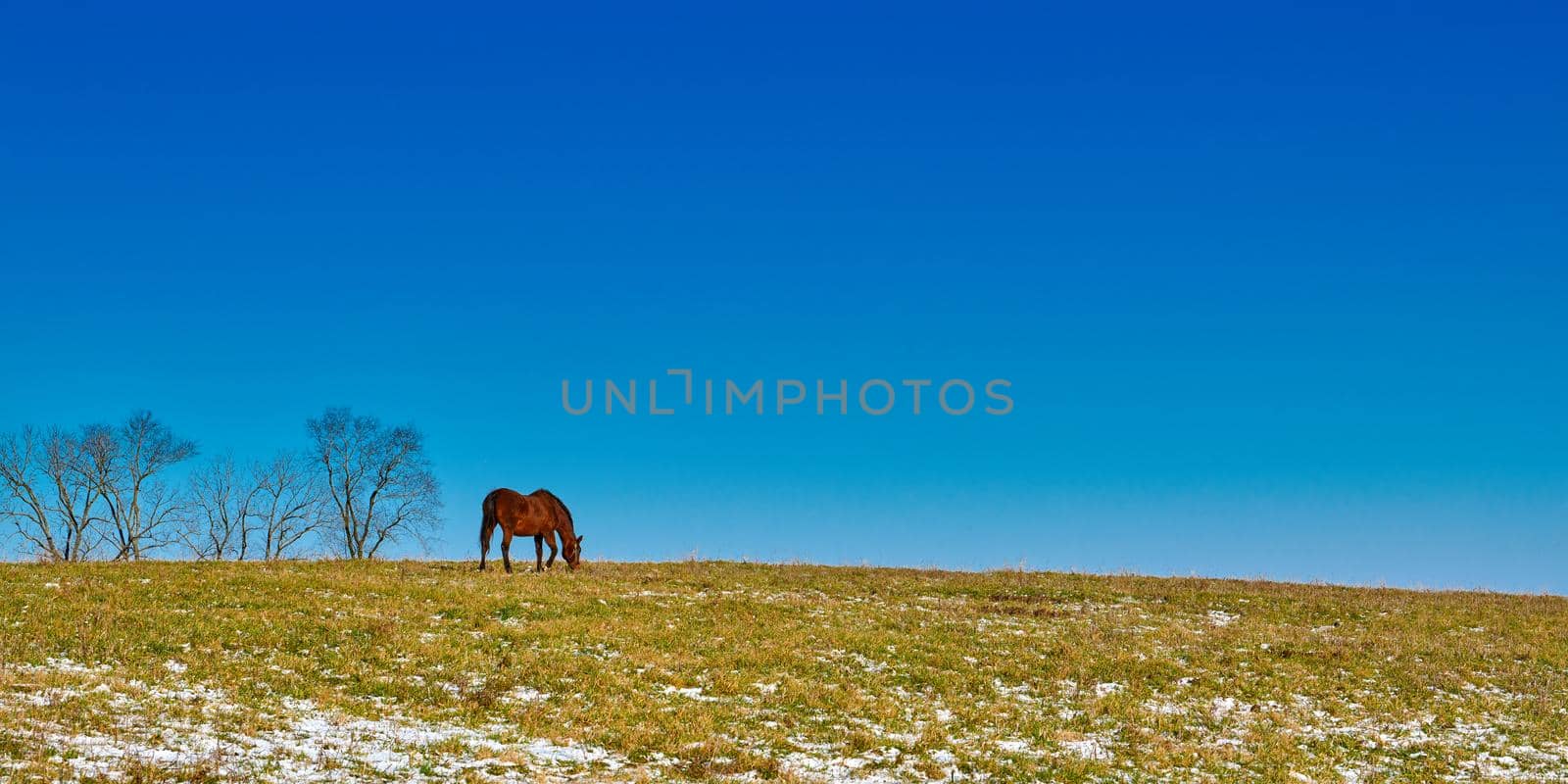 Single horse grazing in a field in winter with blue skies. by patrickstock