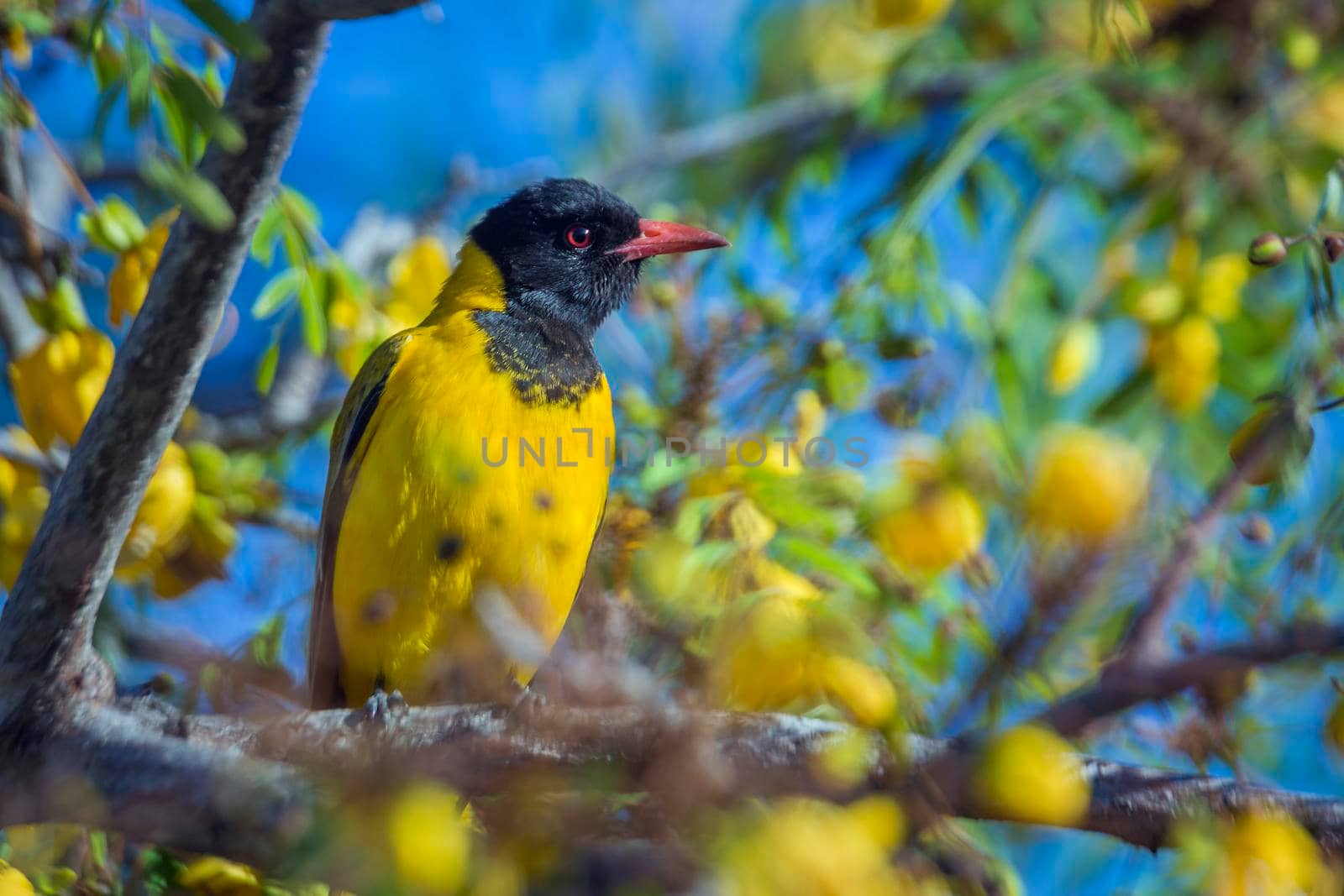 African Black headed Oriole in yellow flowers tree in Kruger National park, South Africa ; Specie Oriolus larvatus family of Oriolidae; oriole;