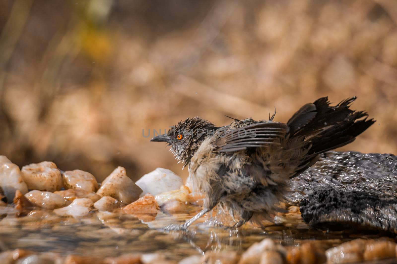 Arrow marked Babbler bathing in waterhole in Kruger National park, South Africa ; Specie Turdoides jardineii family of Leiothrichidae