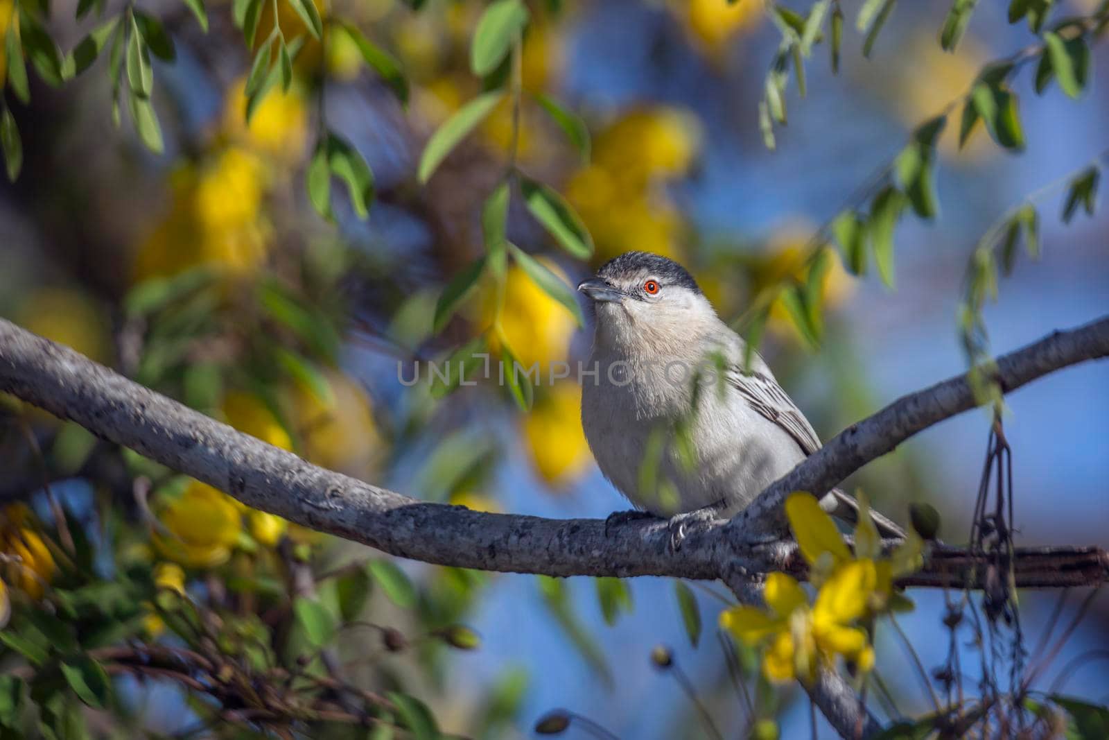 Black backed Puffback in yellow flowering tree in Kruger National park, South Africa ; Specie Dryoscopus cubla family of Malaconotidae