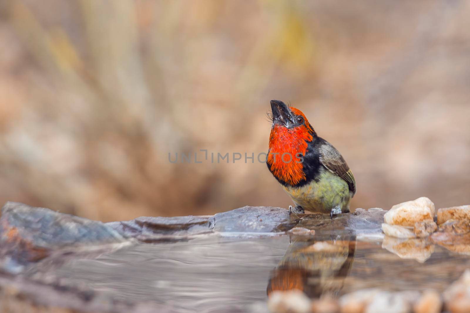 Black collared Barbet standing at waterhole in Kruger National park, South Africa ; Specie Lybius torquatus family of Ramphastidae