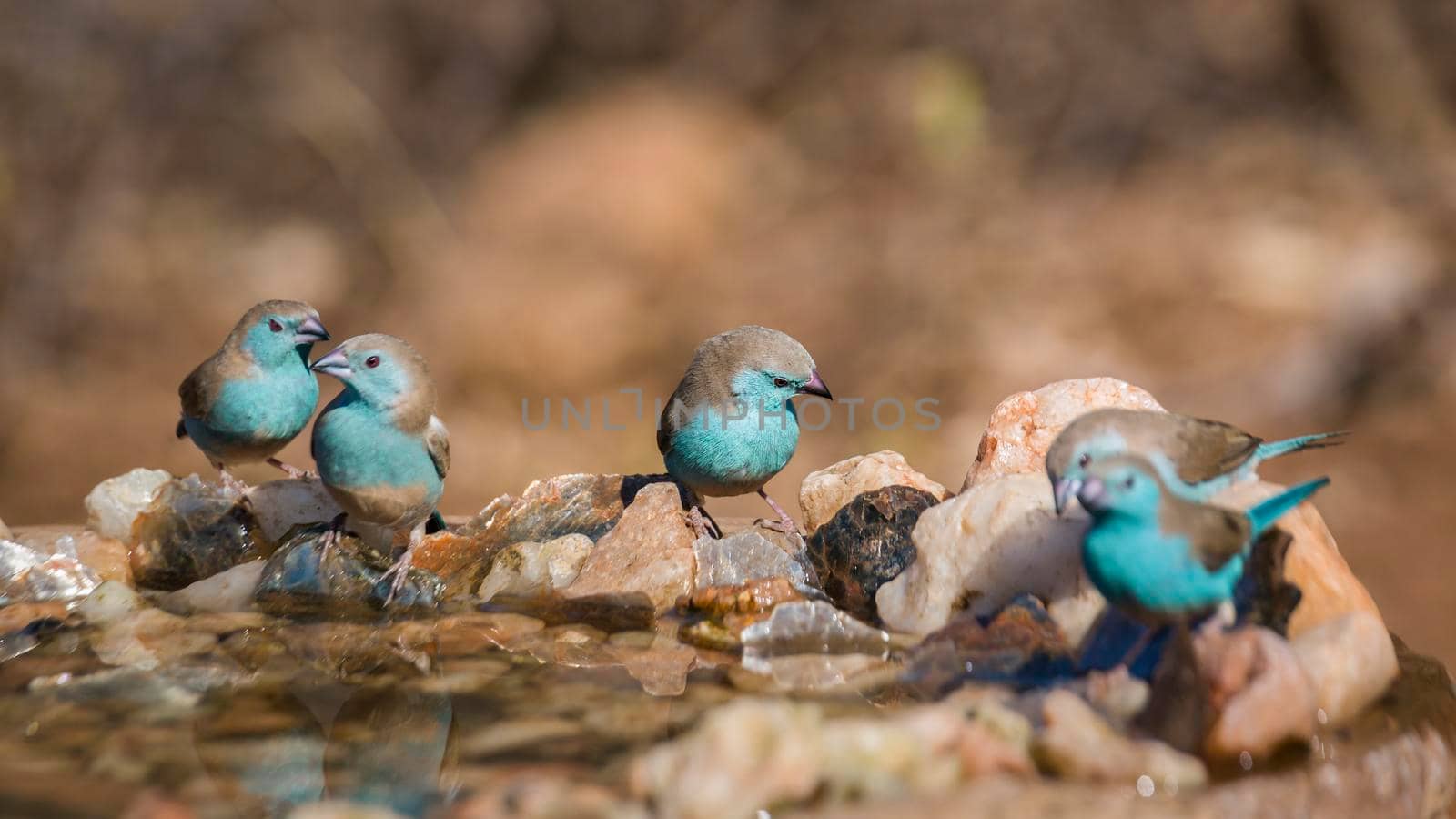 Small group of Blue-breasted Cordonbleu standing at waterhole in Kruger National park, South Africa ; Specie Uraeginthus angolensis family of Estrildidae