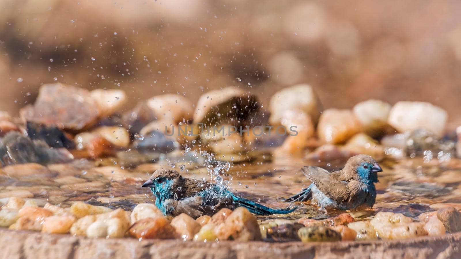 Two Blue-breasted Cordonbleu bathing in waterhole in Kruger National park, South Africa ; Specie Uraeginthus angolensis family of Estrildidae