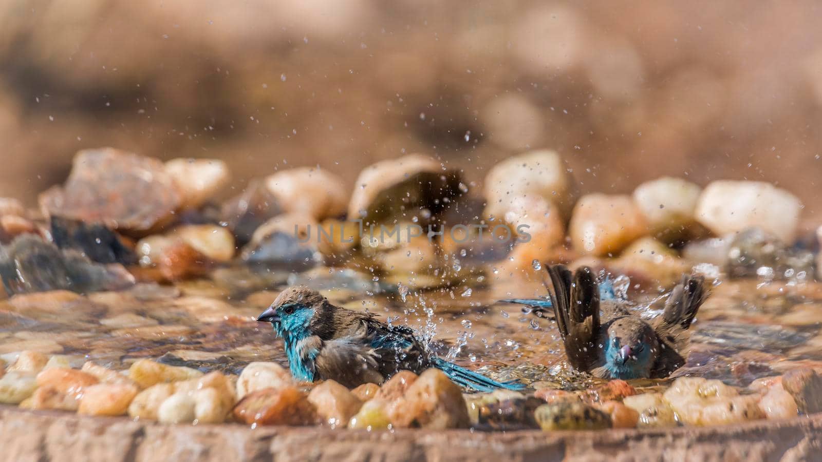 Two Blue-breasted Cordonbleu bathing in waterhole in Kruger National park, South Africa ; Specie Uraeginthus angolensis family of Estrildidae