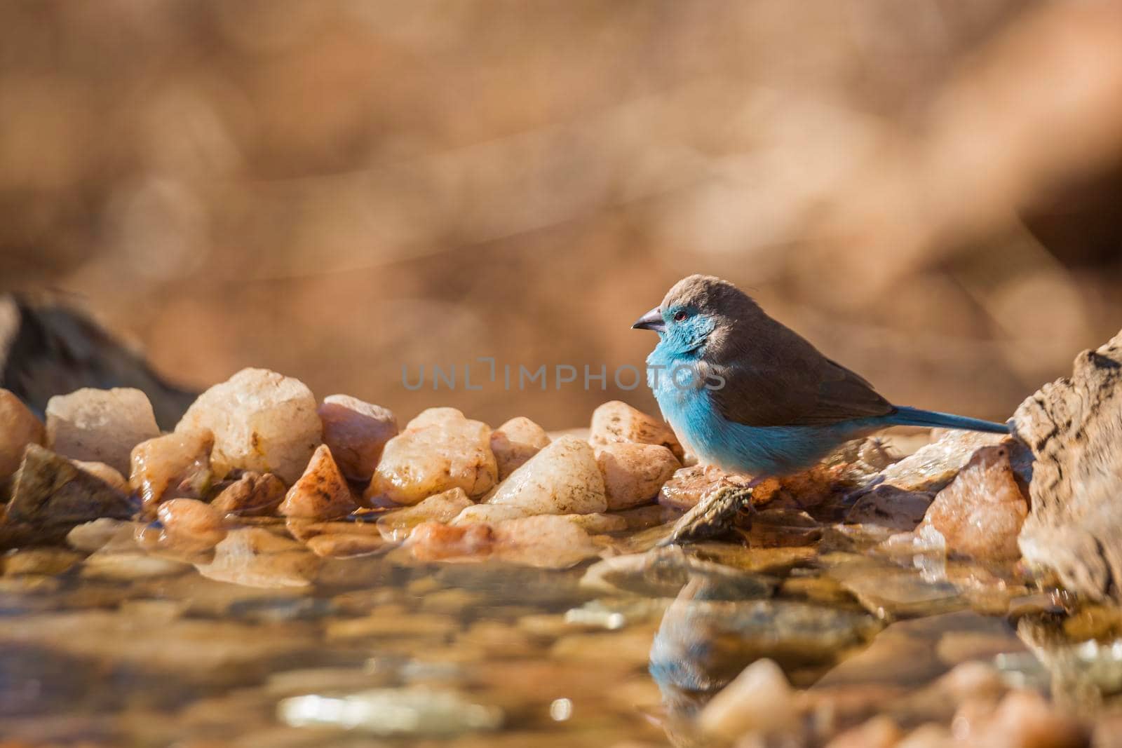 Blue-breasted Cordonbleu standing at waterhole in Kruger National park, South Africa ; Specie Uraeginthus angolensis family of Estrildidae