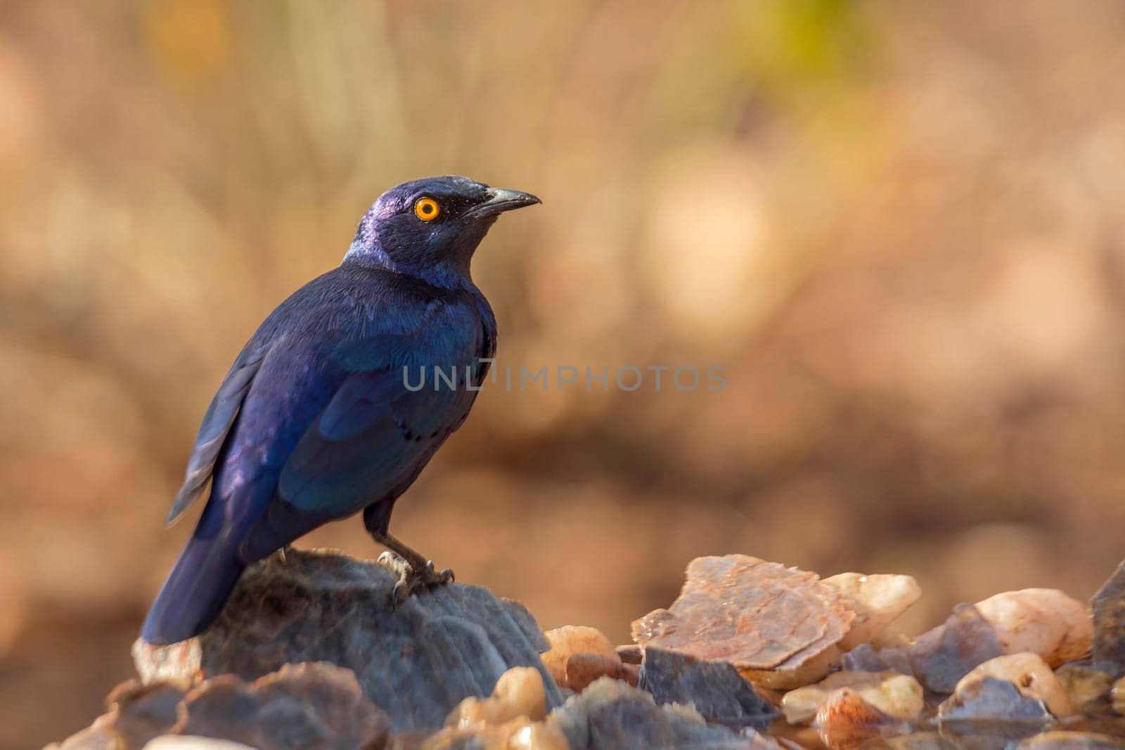 Cape Glossy Starling standing on a rock rear view in Kruger National park, South Africa ; Specie Lamprotornis nitens family of Sturnidae