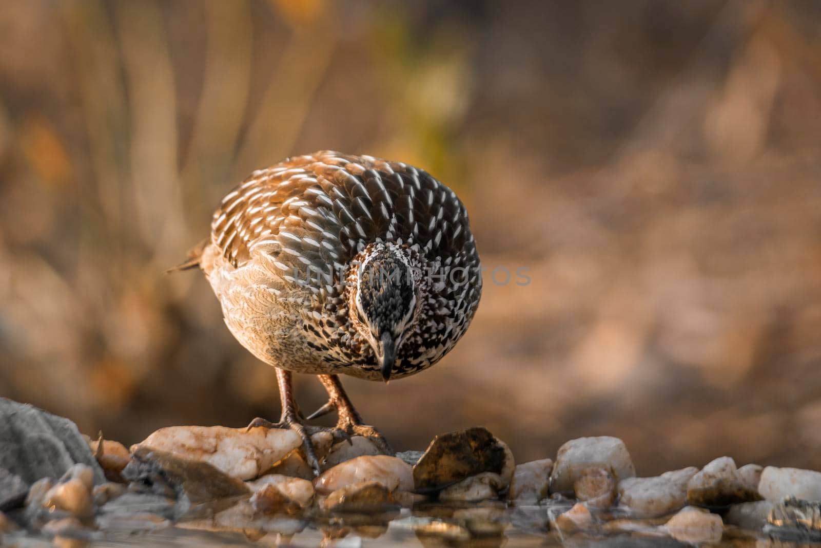 Crested Francolin standing at waterhole front view in Kruger National park, South Africa ; Specie Dendroperdix sephaena family of Phasianidae