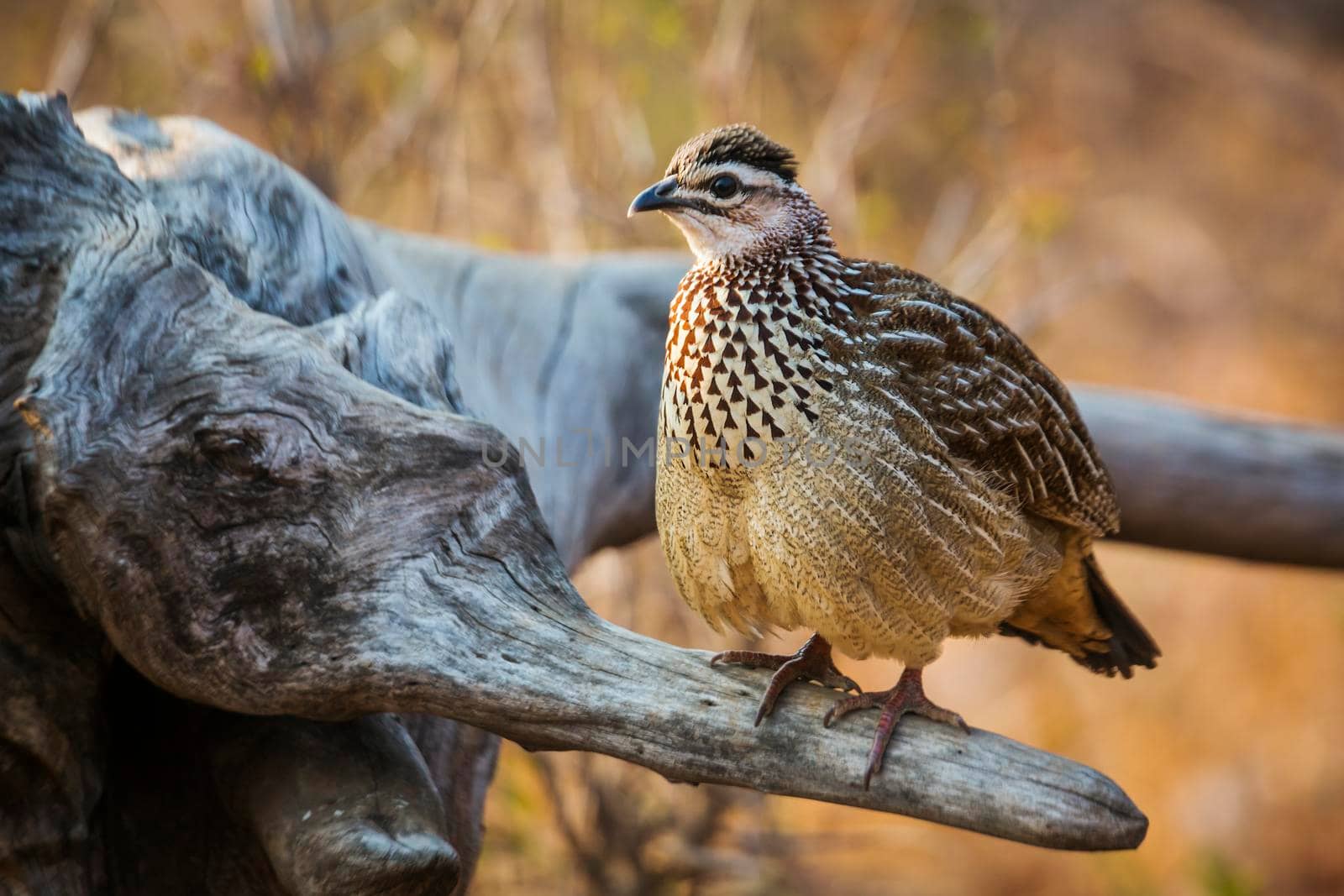 Crested Francolin standing on log in morning light in Kruger National park, South Africa ; Specie Dendroperdix sephaena family of Phasianidae