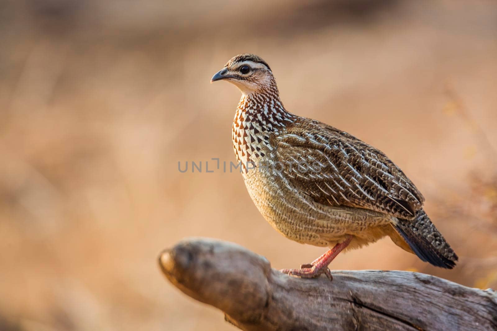 Crested Francolin standing on log in morning light in Kruger National park, South Africa ; Specie Dendroperdix sephaena family of Phasianidae