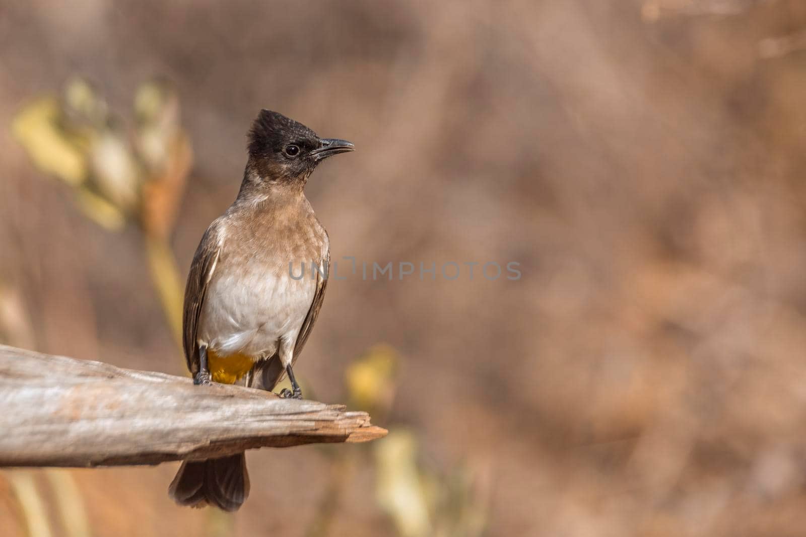 Dark capped Bulbul standing in a log in front view in Kruger National park, South Africa ; Specie Pycnonotus tricolor family of Pycnonotidae