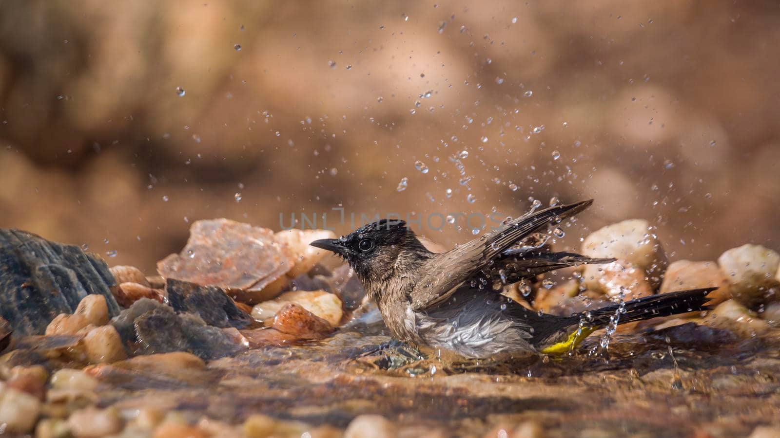 Dark capped Bulbul bathing in waterhole in Kruger National park, South Africa ; Specie Pycnonotus tricolor family of Pycnonotidae