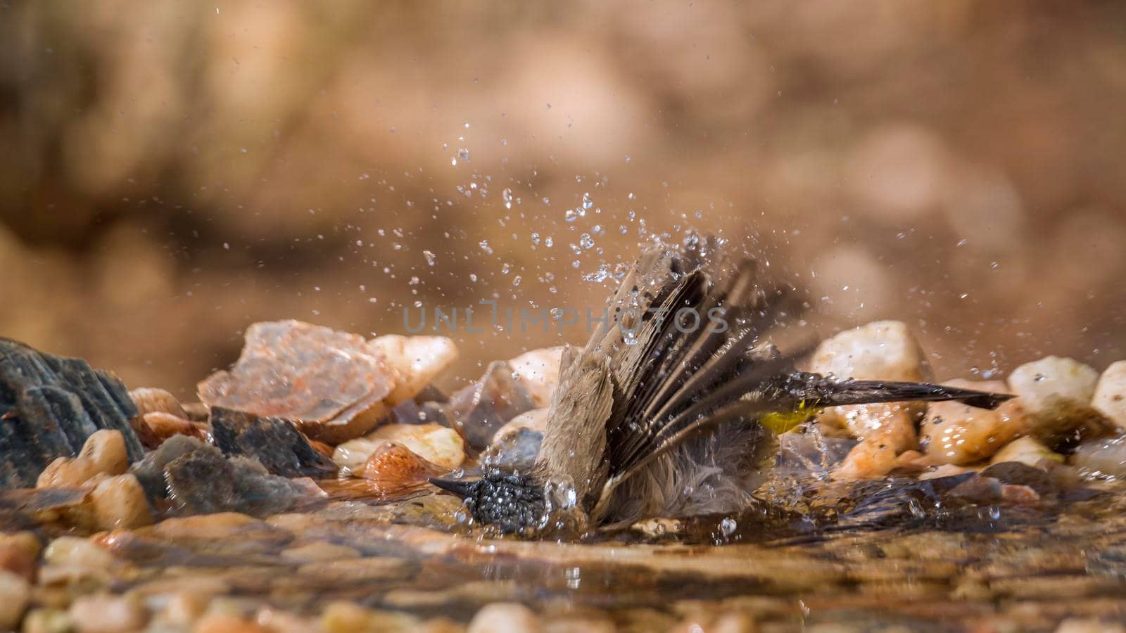 Dark capped Bulbul bathing in waterhole in Kruger National park, South Africa ; Specie Pycnonotus tricolor family of Pycnonotidae