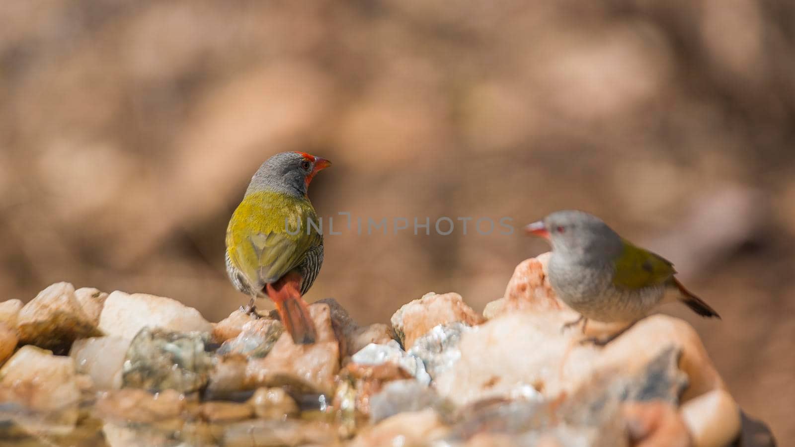 Green winged Pytilia couple standing at waterhole in Kruger National park, South Africa ; Specie Pytilia melba family of Estrildidae