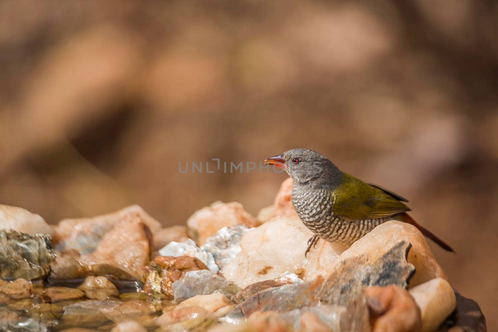 Green winged Pytilia female standing at waterhole in Kruger National park, South Africa ; Specie Pytilia melba family of Estrildidae