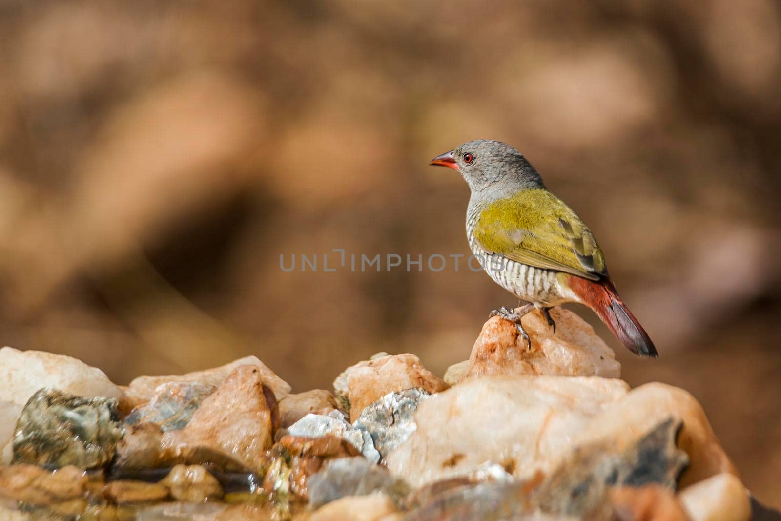 Green winged Pytilia female standing at waterhole in Kruger National park, South Africa ; Specie Pytilia melba family of Estrildidae