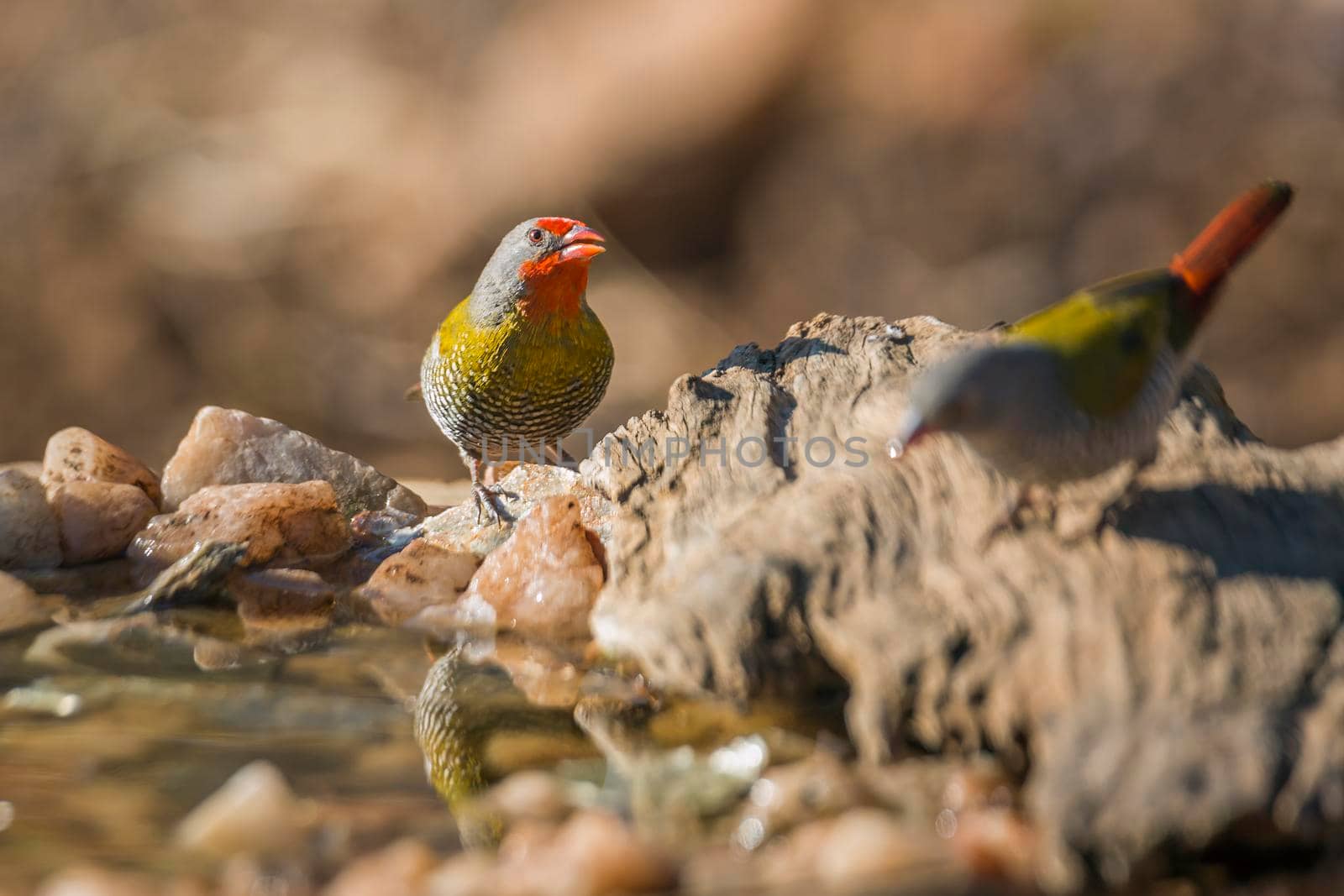 Two Green winged Pytilia standing at waterhole in Kruger National park, South Africa ; Specie Pytilia melba family of Estrildidae