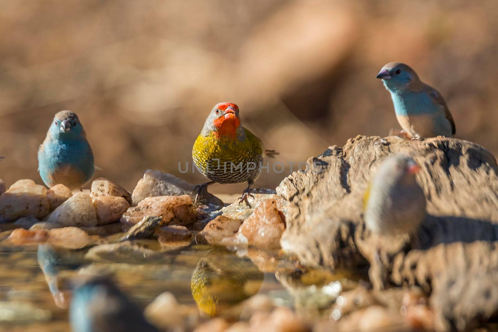 Green winged Pytilia and Blue breasted Cordonbleu standing at waterhole in Kruger National park, South Africa ; Specie Pytilia melba and Uraeginthus angolensis family of Estrildidae