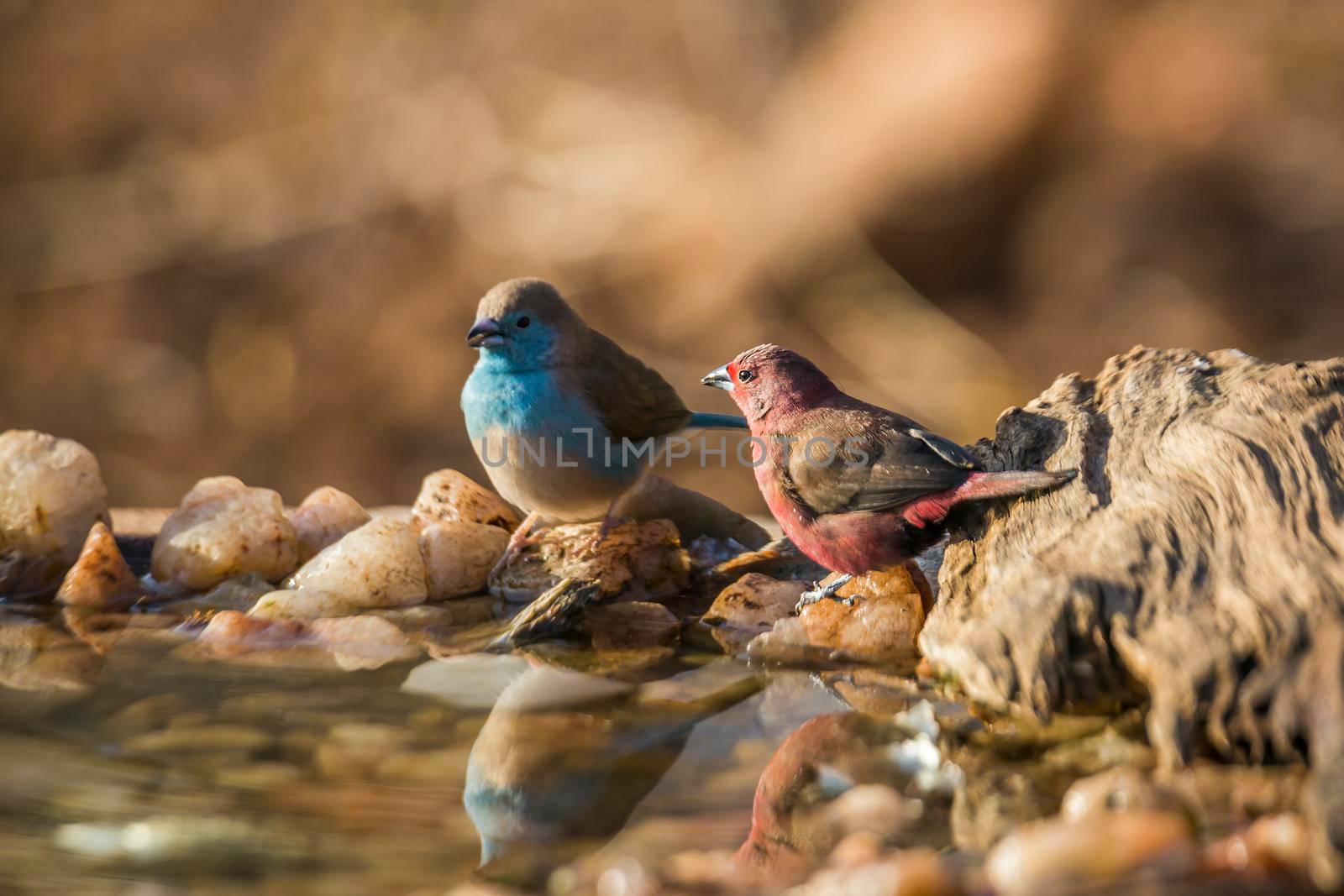 Jameson Firefinch and Blue breasted Cordonbleu standing at waterhole in Kruger National park, South Africa ; Specie Lagonosticta rhodopareia and Uraeginthus angolensis family of Estrildidae