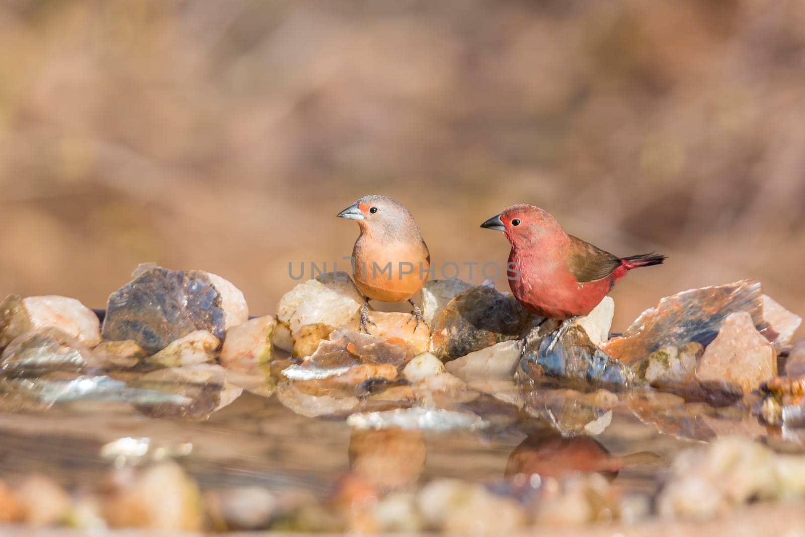 Jameson Firefinch couple standing at waterhole in Kruger National park, South Africa ; Specie Lagonosticta rhodopareia family of Estrildidae