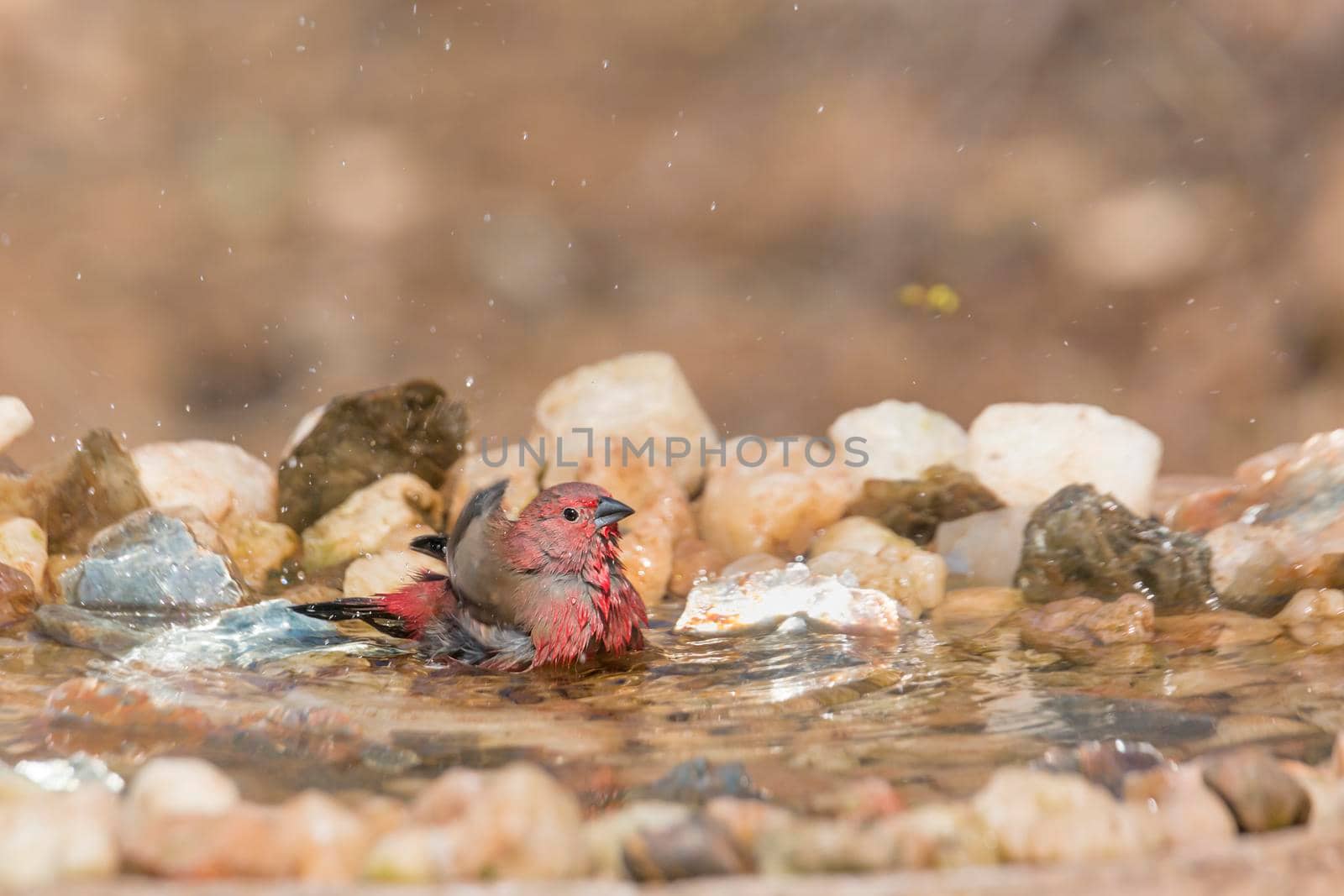 Jameson Firefinch male bathing in waterhole in Kruger National park, South Africa ; Specie Lagonosticta rhodopareia family of Estrildidae