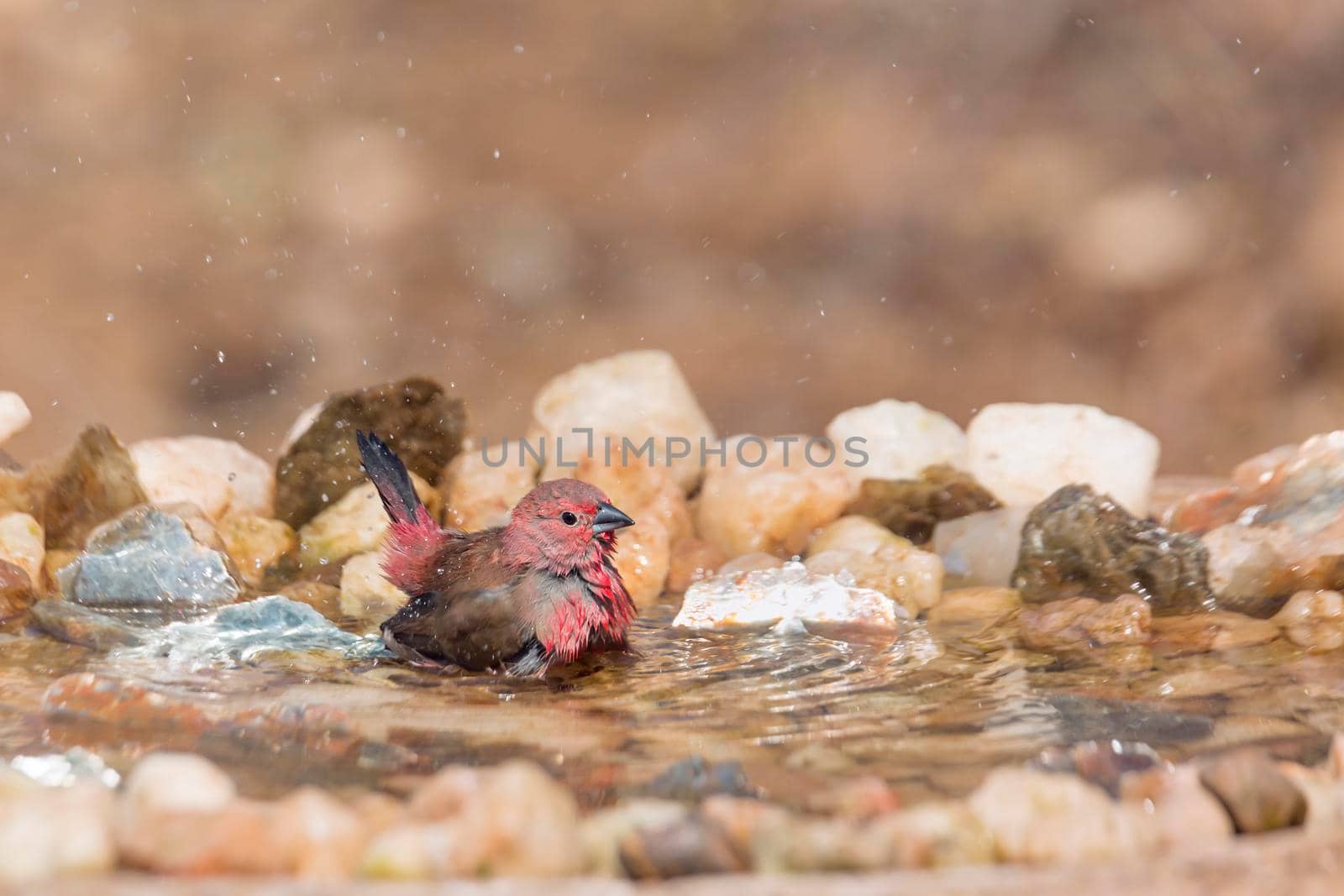 Jameson Firefinch male bathing in waterhole in Kruger National park, South Africa ; Specie Lagonosticta rhodopareia family of Estrildidae