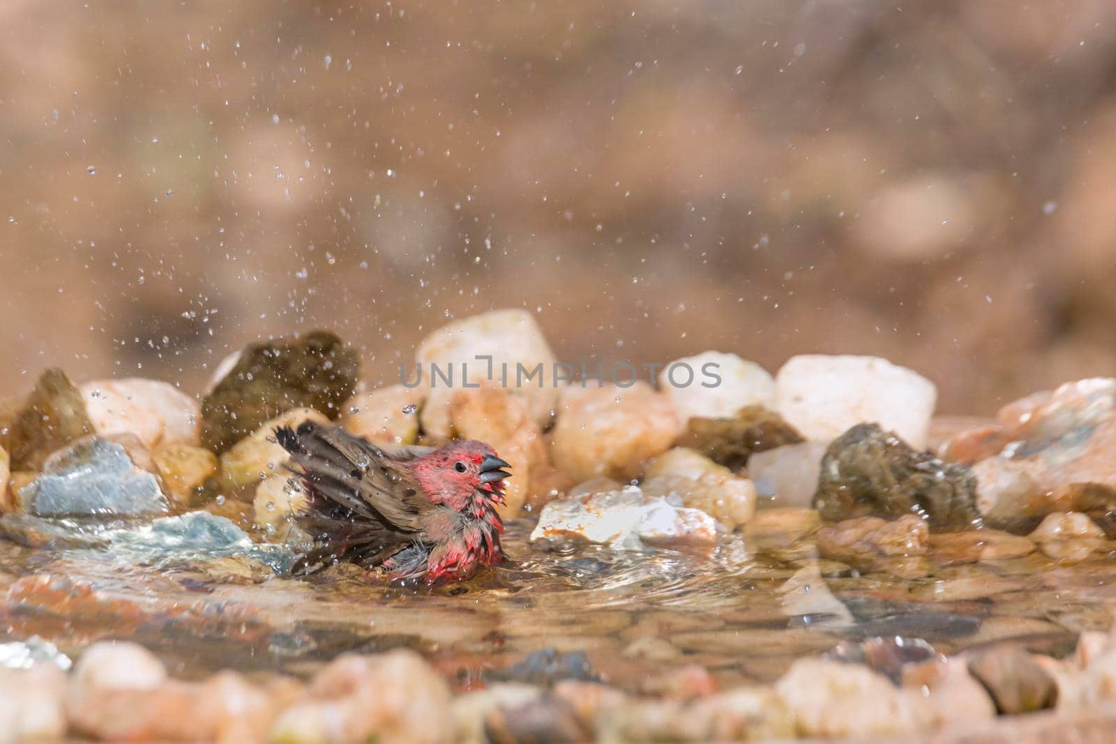 Jameson Firefinch male bathing in waterhole in Kruger National park, South Africa ; Specie Lagonosticta rhodopareia family of Estrildidae