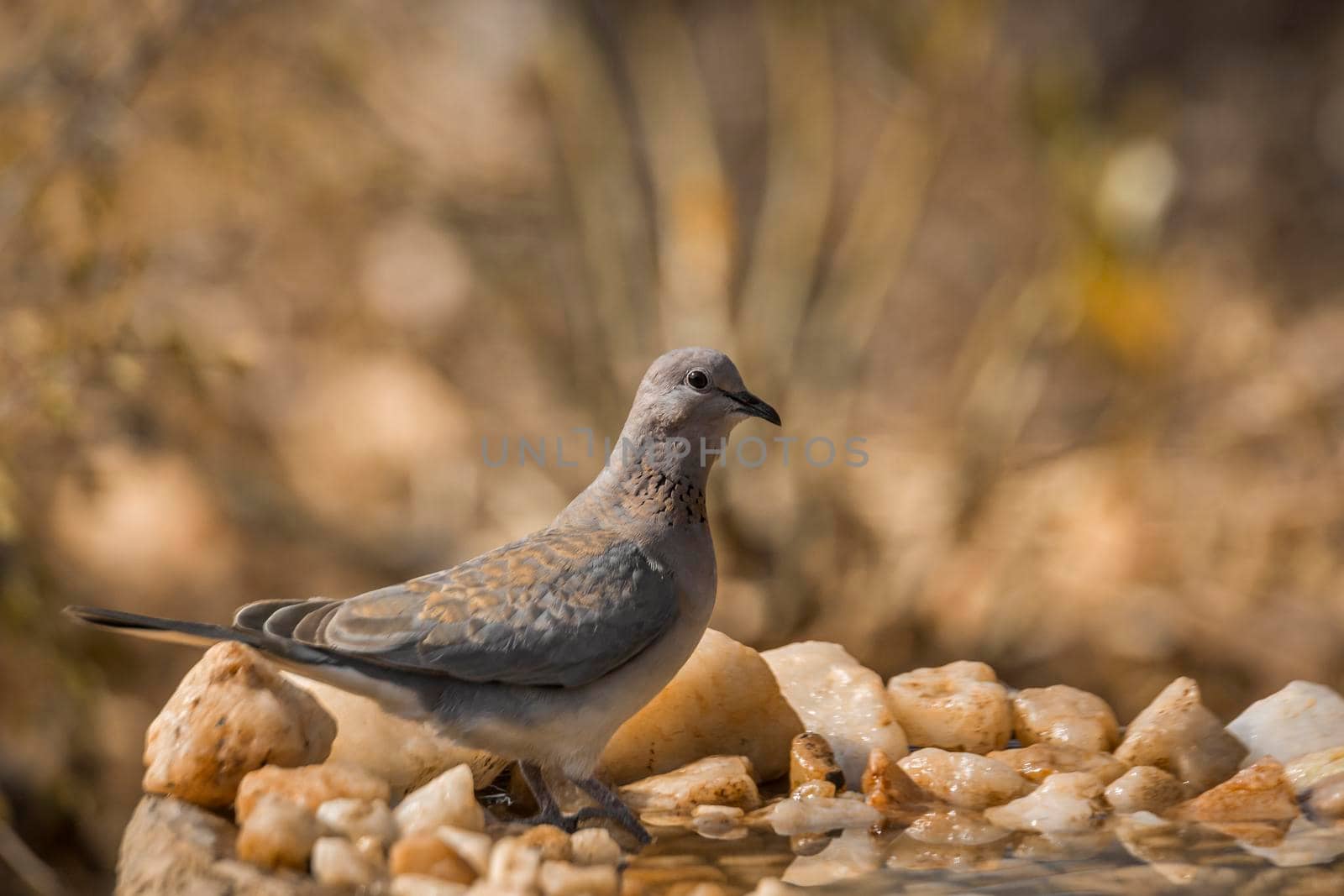 Laughing Dove standing at waterhole in Kruger National park, South Africa ; Specie Streptopelia senegalensis family of Columbidae