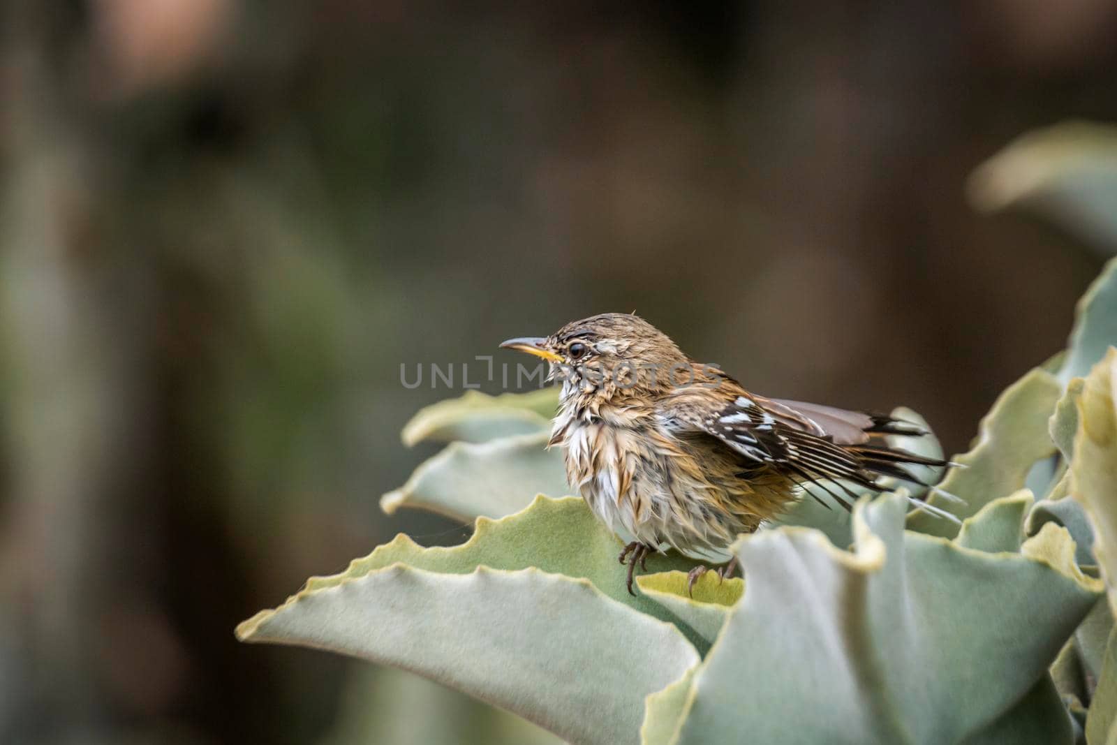 Red backed Scrub Robin drying feather in plant in Kruger National park, South Africa; specie Cercotrichas leucophrys family of Musicapidae