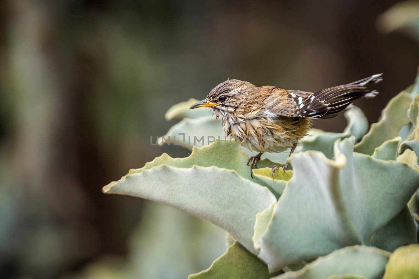 Red backed Scrub Robin drying feather in plant in Kruger National park, South Africa; specie Cercotrichas leucophrys family of Musicapidae
