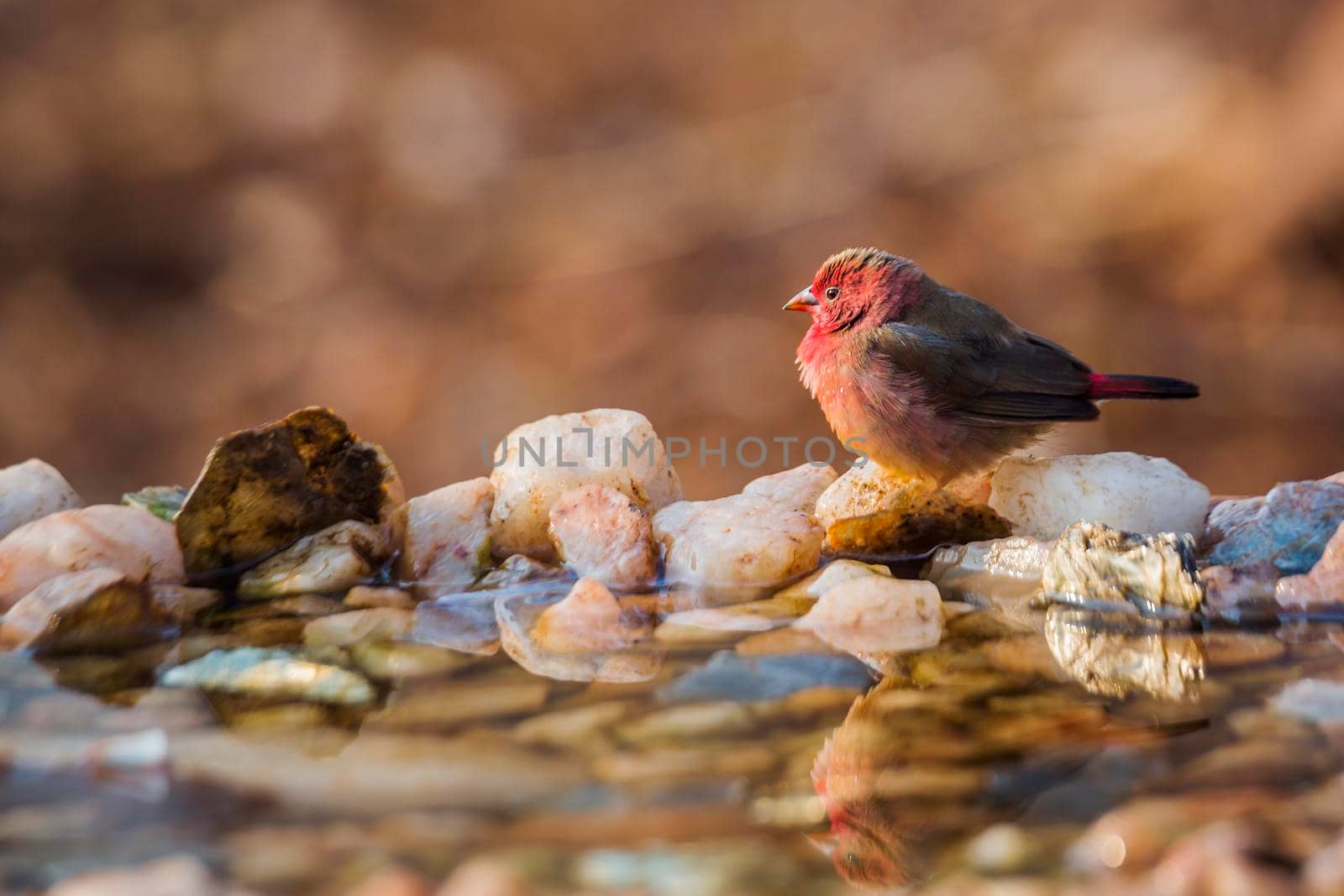 Red-billed Firefinch standing at waterhole in morning light in Kruger National park, South Africa ; Specie family Lagonosticta senegala of Estrildidae