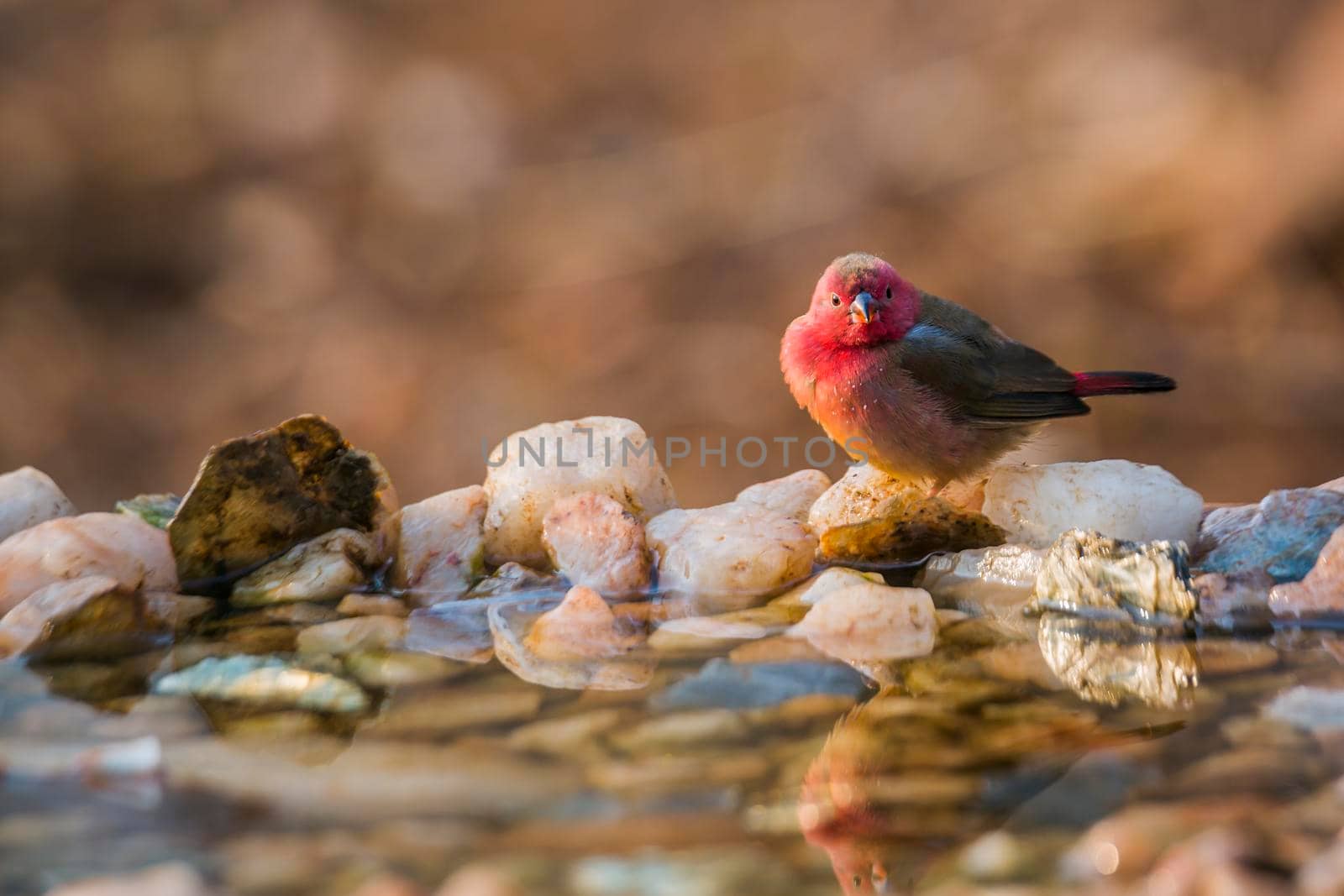 Red-billed Firefinch standing at waterhole in morning light in Kruger National park, South Africa ; Specie family Lagonosticta senegala of Estrildidae