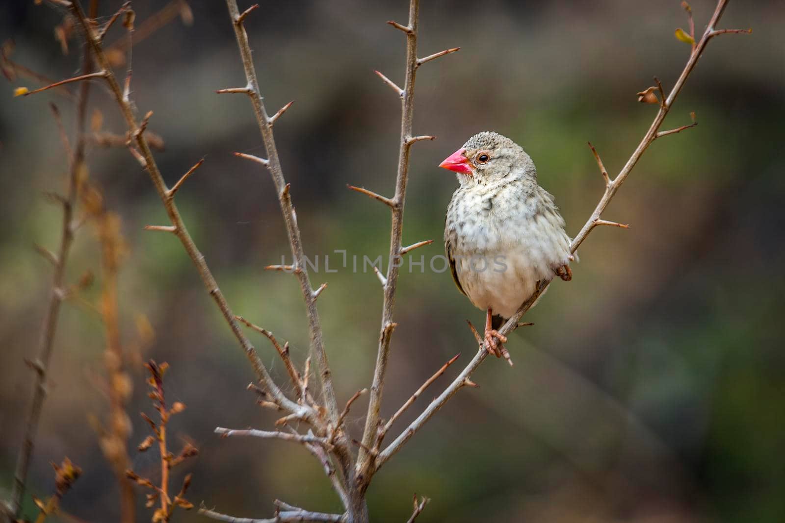 Red-billed Quelea perched on a branch with natural background in Kruger National park, South Africa ; Specie Quelea quelea family of Ploceidae