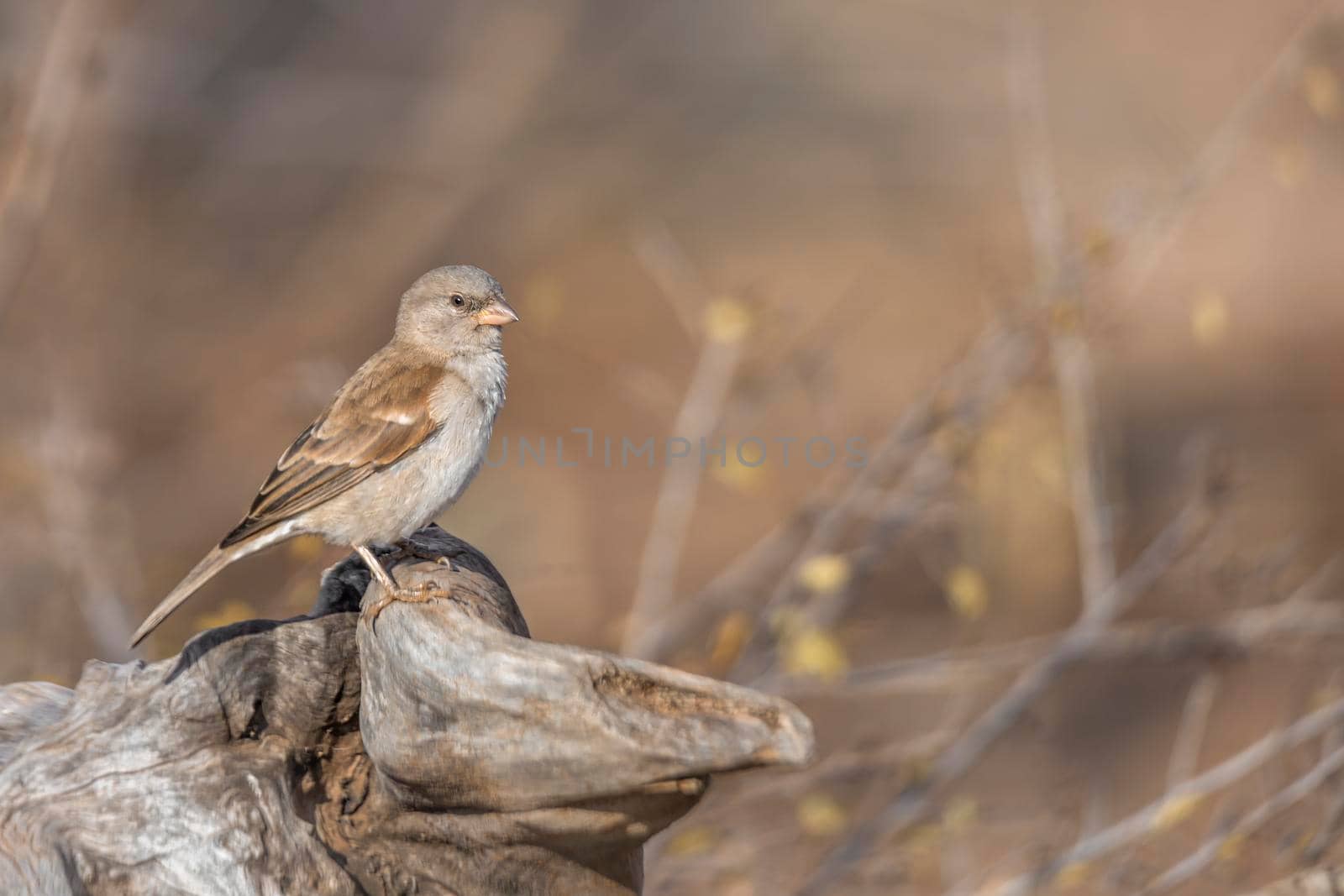 Southern Grey-headed Sparrow standing in a log with natural blur background in Kruger National park, South Africa ; Specie family Passer diffusus of Passeridae