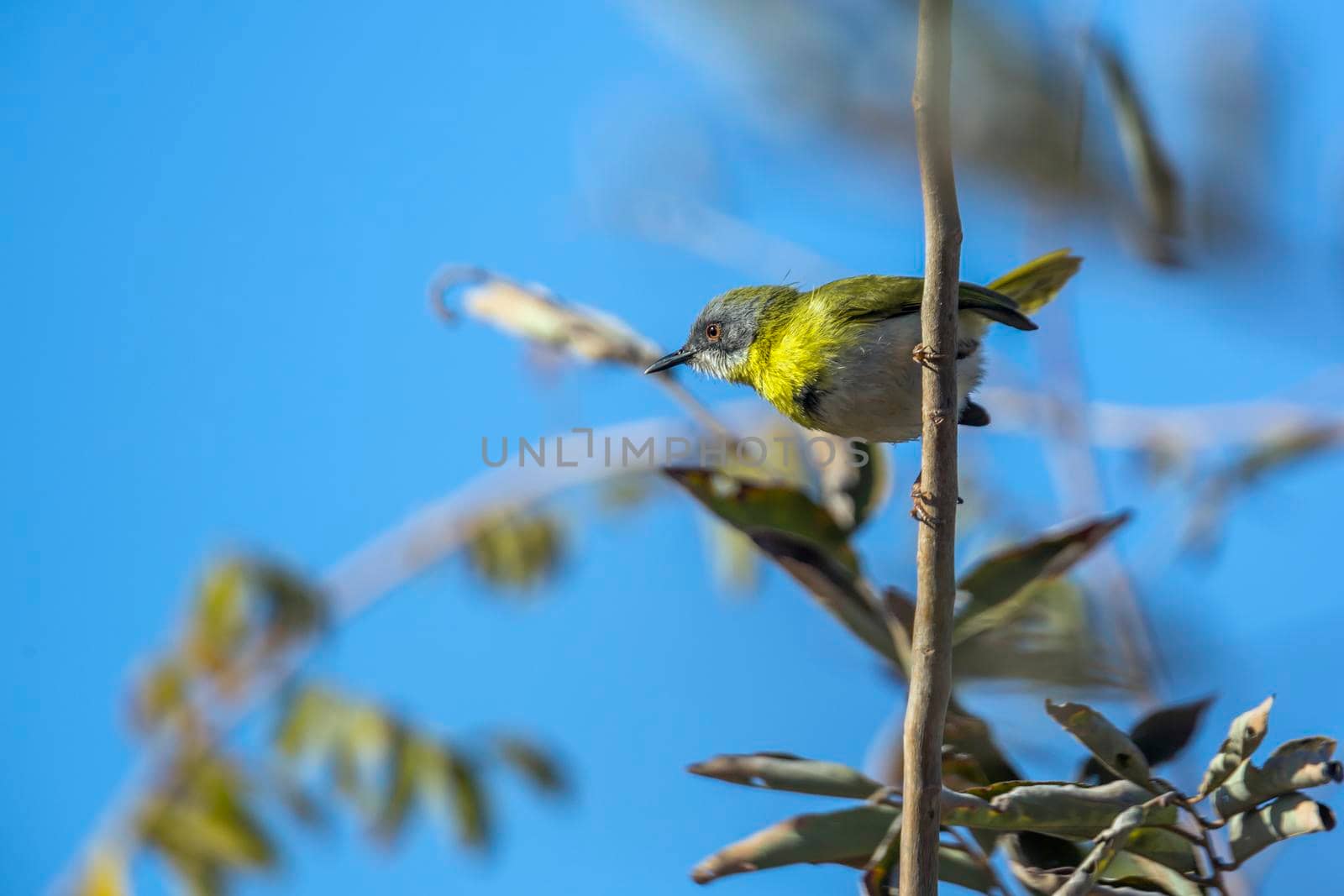 Yellow breasted Apalis perched in branch with blue background in Kruger National park, South Africa; specie Apalis flavida family of Cisticolidae