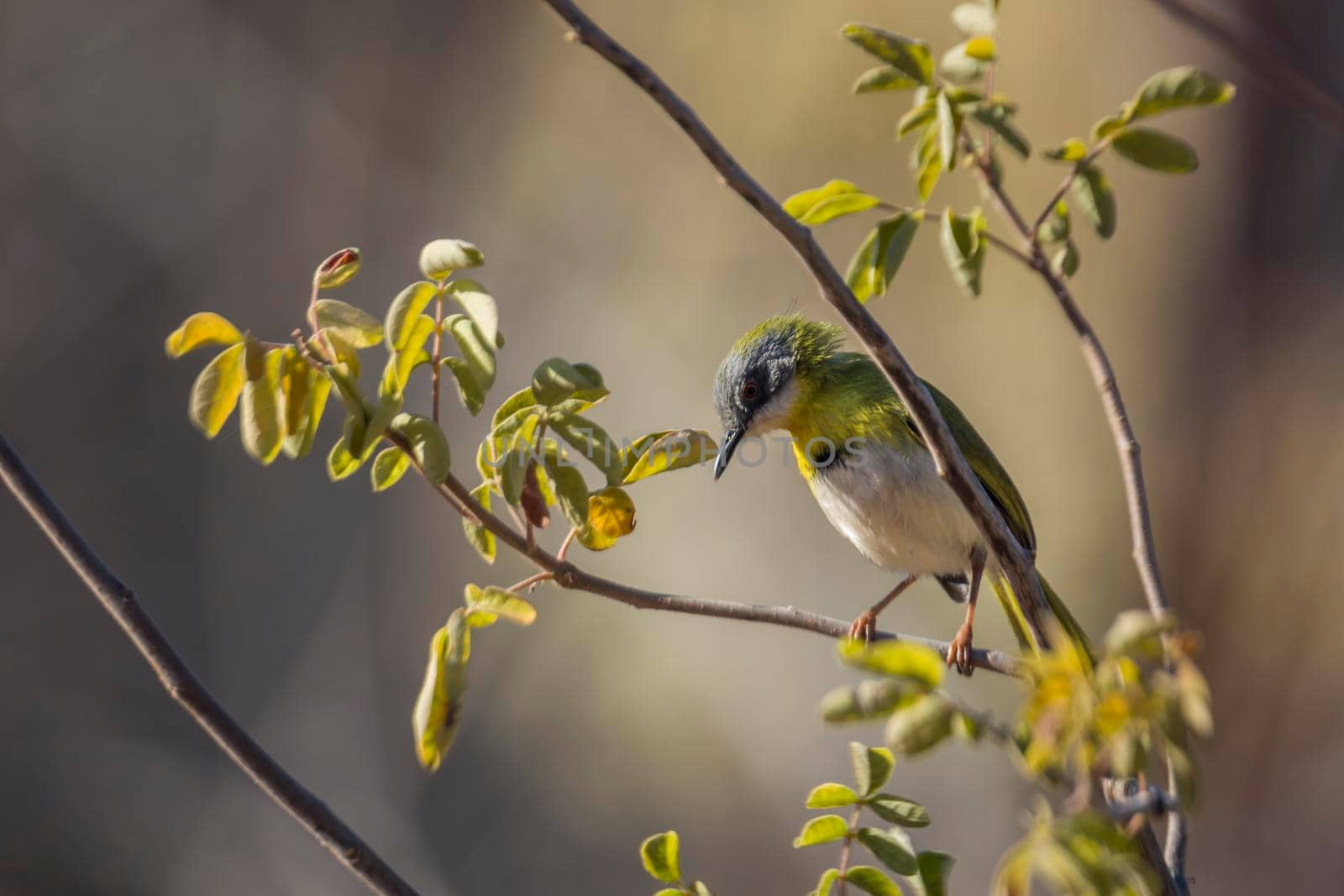 Yellow breasted Apalis perched in branch with natural background in Kruger National park, South Africa; specie Apalis flavida family of Cisticolidae