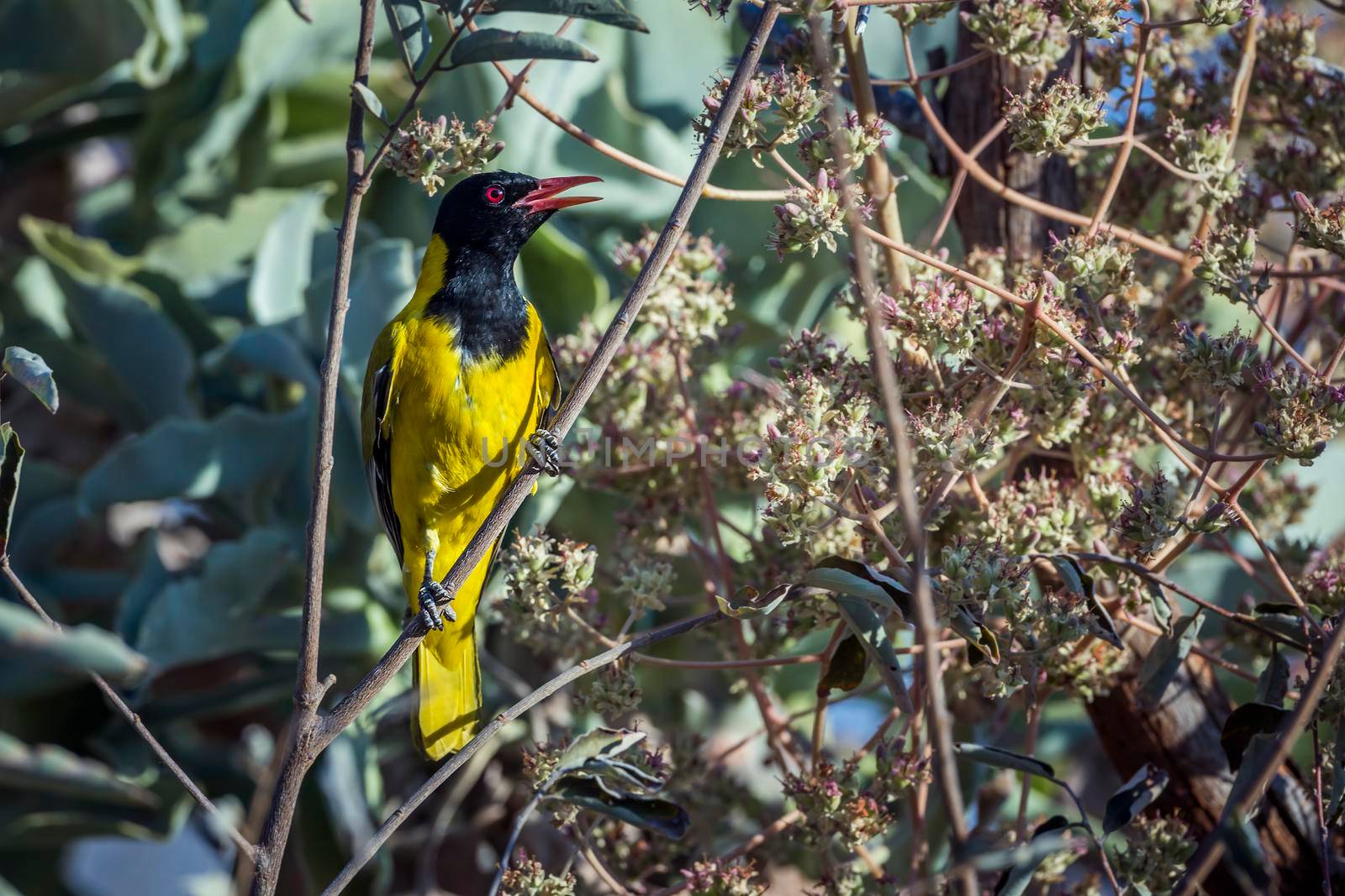 African Black headed Oriole hidding in flowering plant in Kruger National park, South Africa ; Specie Oriolus larvatus family of Oriolidae; oriole;