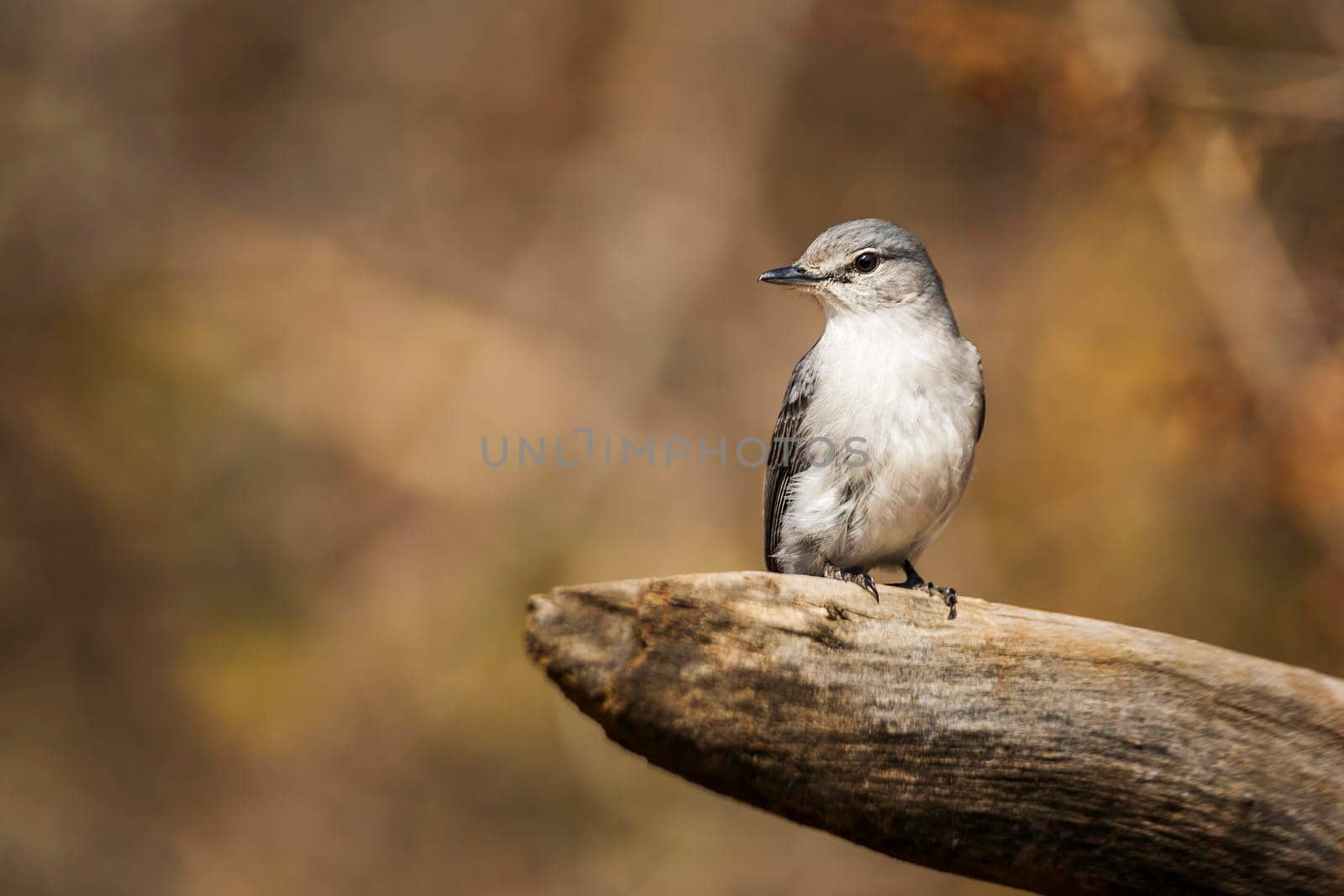 Ashy Flycatcher standing on a log with natural background in Kruger National park, South Africa ; Specie Muscicapa caerulescens family of Musicapidae