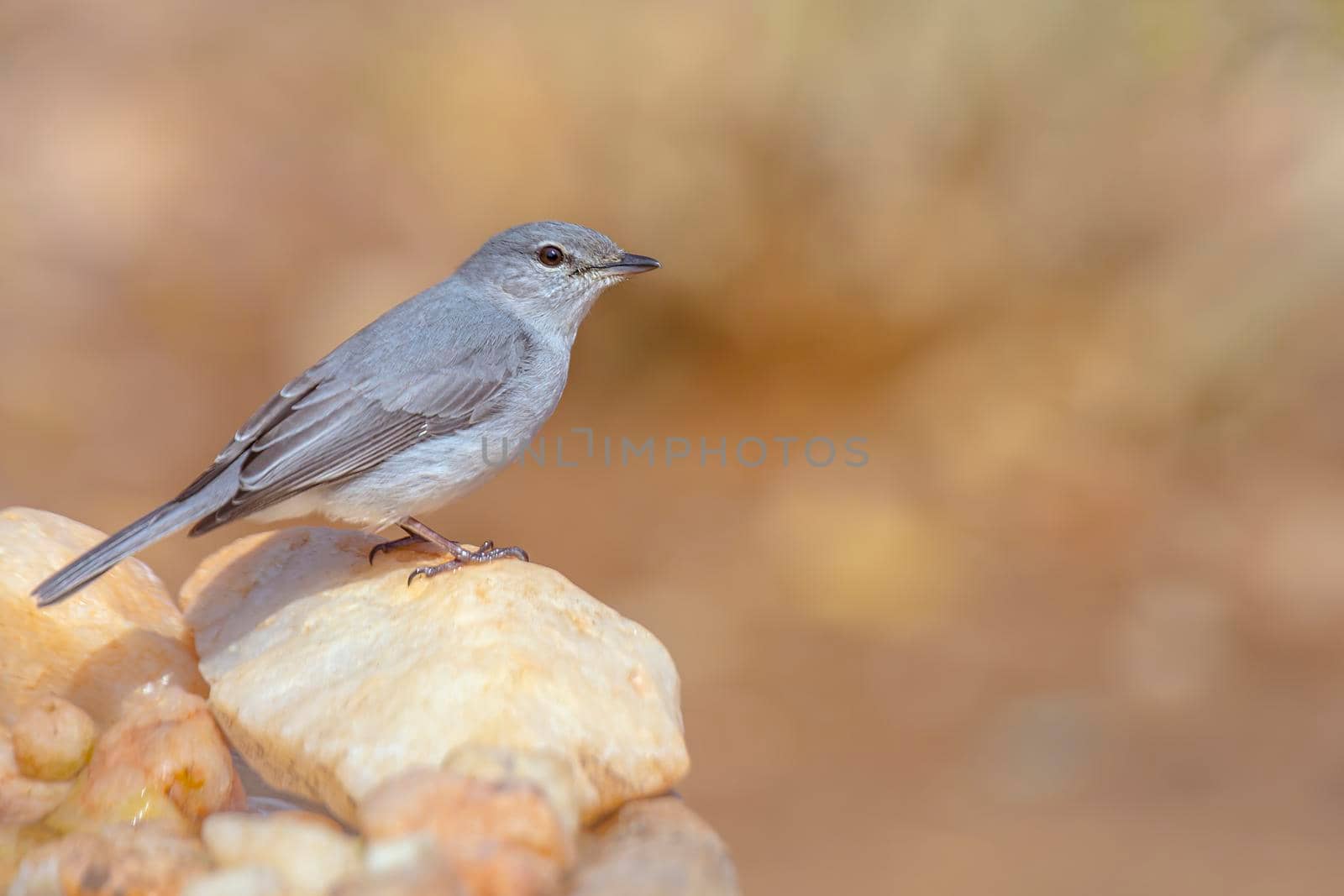 Ashy Flycatcher standing on stone with natural background in Kruger National park, South Africa ; Specie Muscicapa caerulescens family of Musicapidae