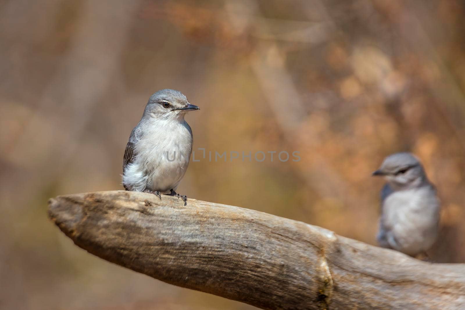 Ashy Flycatcher couple standing on a log with natural background in Kruger National park, South Africa ; Specie Muscicapa caerulescens family of Musicapidae