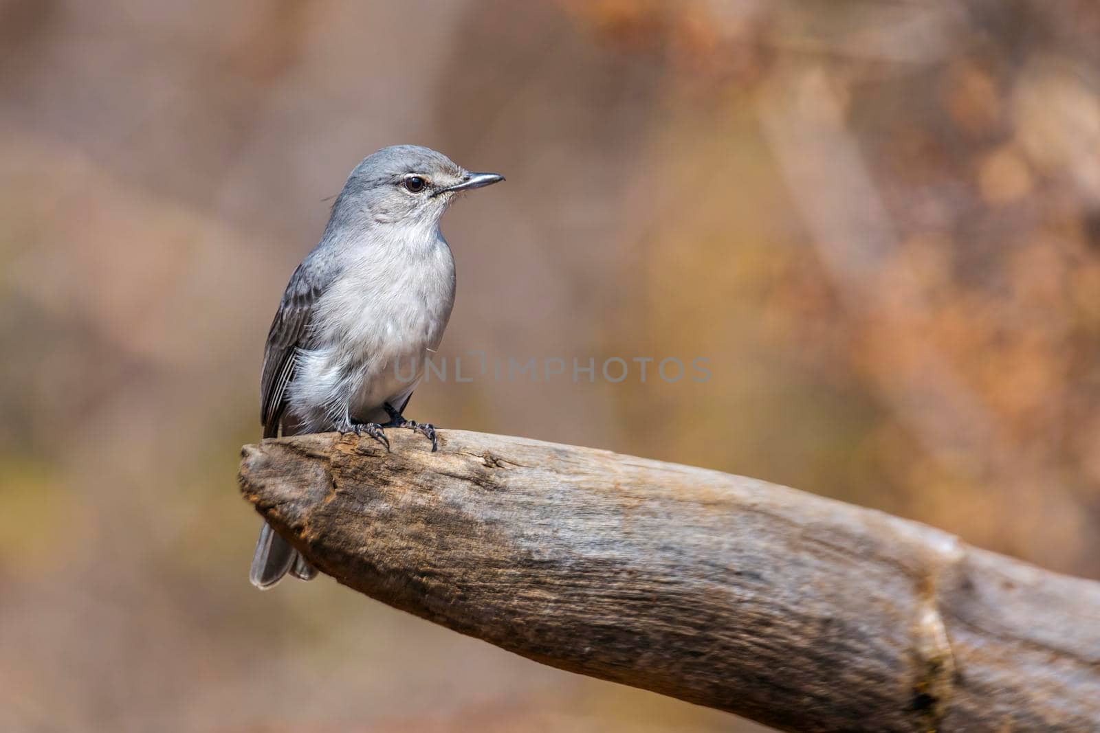 Ashy Flycatcher standing on a log with natural background in Kruger National park, South Africa ; Specie Muscicapa caerulescens family of Musicapidae