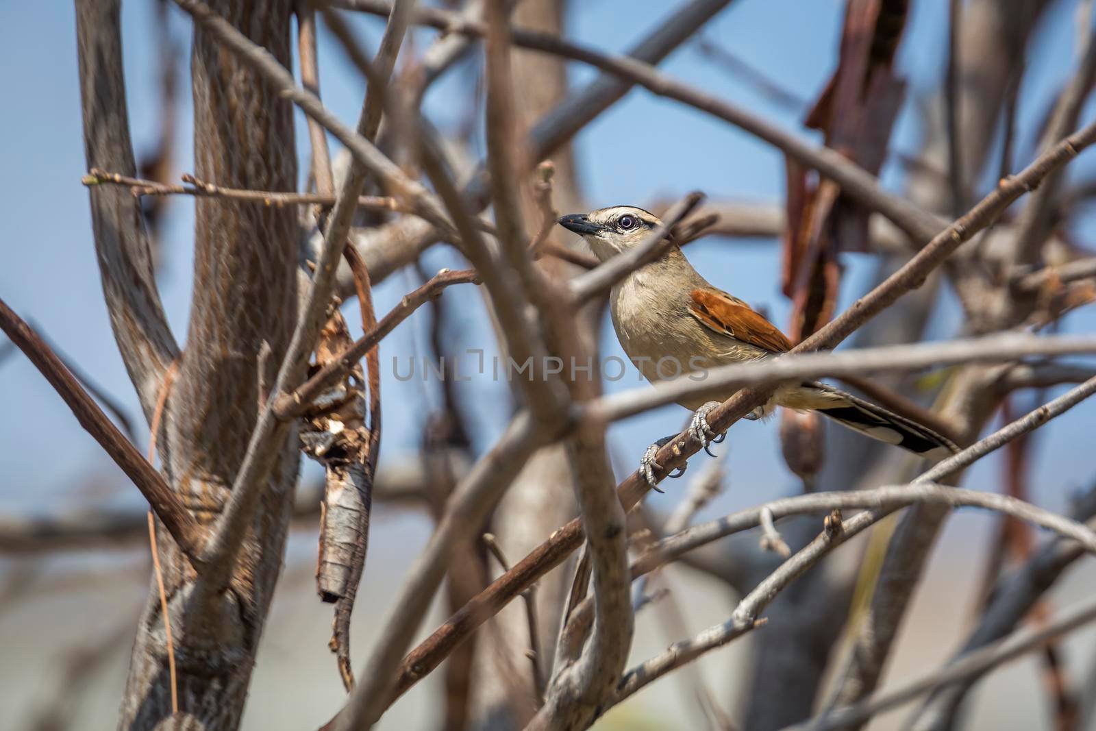 Black-crowned Tchagra hidding in the bush in Kruger National park, South Africa ; Specie Tchagra senegalus family of Malaconotidae