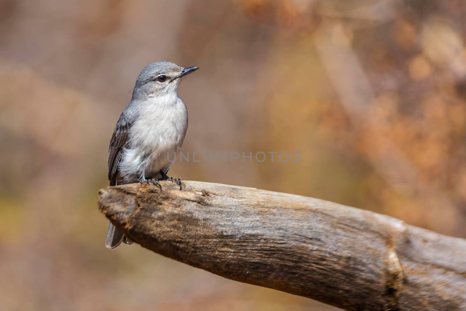 Ashy Flycatcher standing on a log with natural background in Kruger National park, South Africa ; Specie Muscicapa caerulescens family of Musicapidae