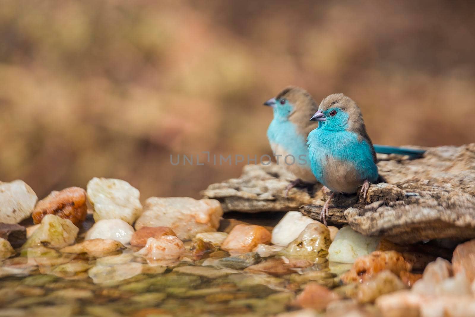 Two Blue-breasted Cordonbleu standing at waterhole in Kruger National park, South Africa ; Specie Uraeginthus angolensis family of Estrildidae