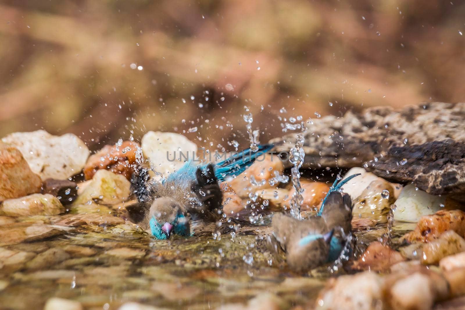 Two Blue-breasted Cordonbleu bathing in waterhole in Kruger National park, South Africa ; Specie Uraeginthus angolensis family of Estrildidae