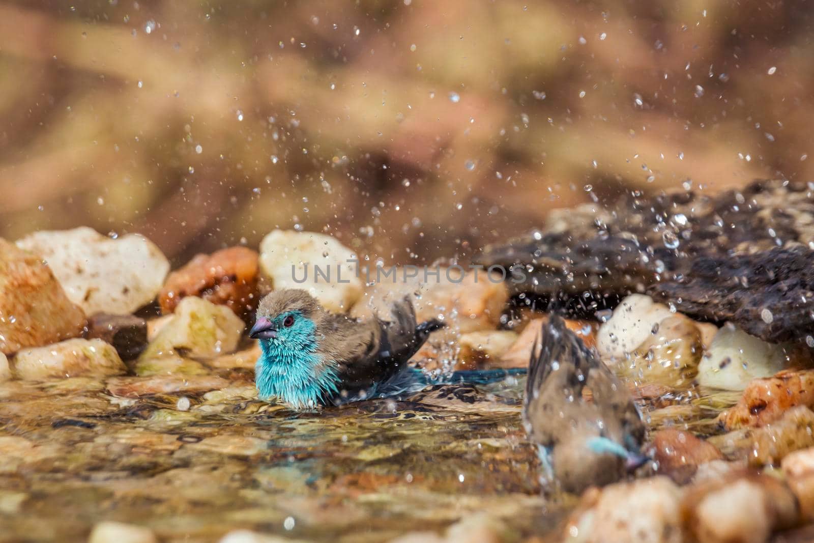 Two Blue-breasted Cordonbleu bathing in waterhole in Kruger National park, South Africa ; Specie Uraeginthus angolensis family of Estrildidae